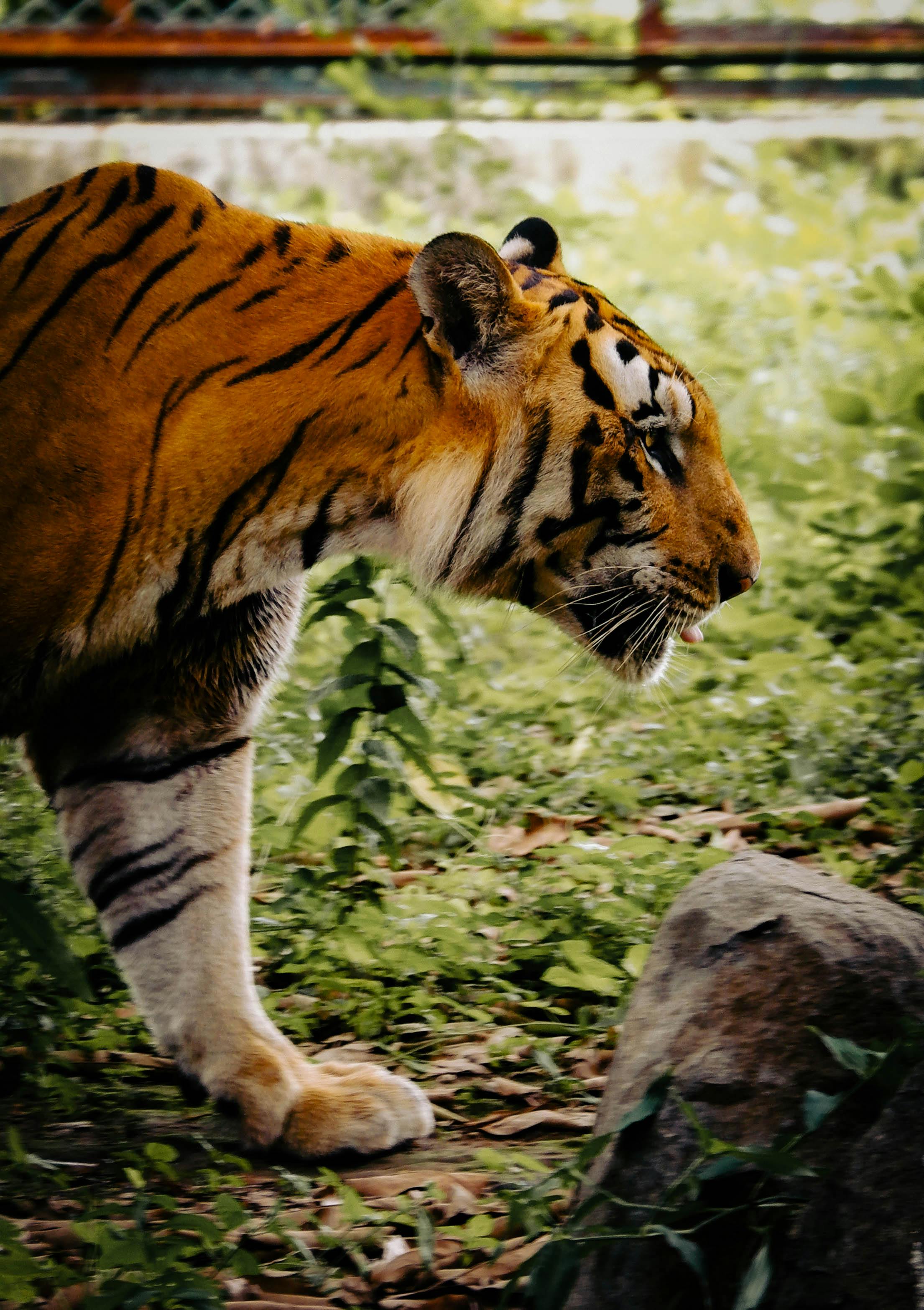 Tiger in Zoo · Free