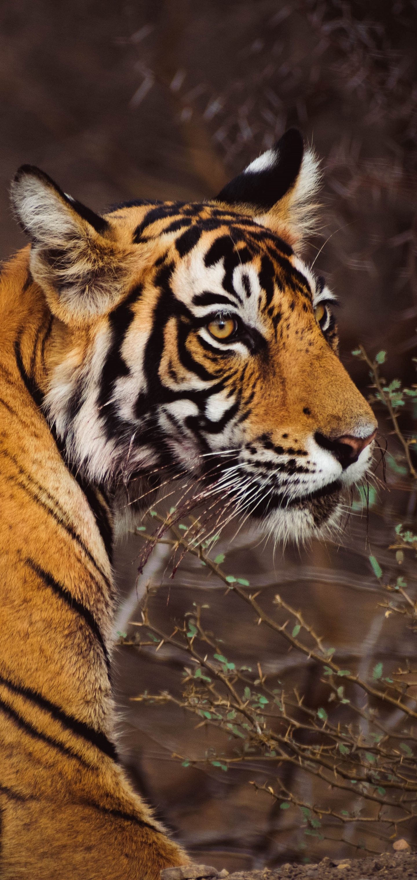 Download Animal Tiger Phone Wallpaper