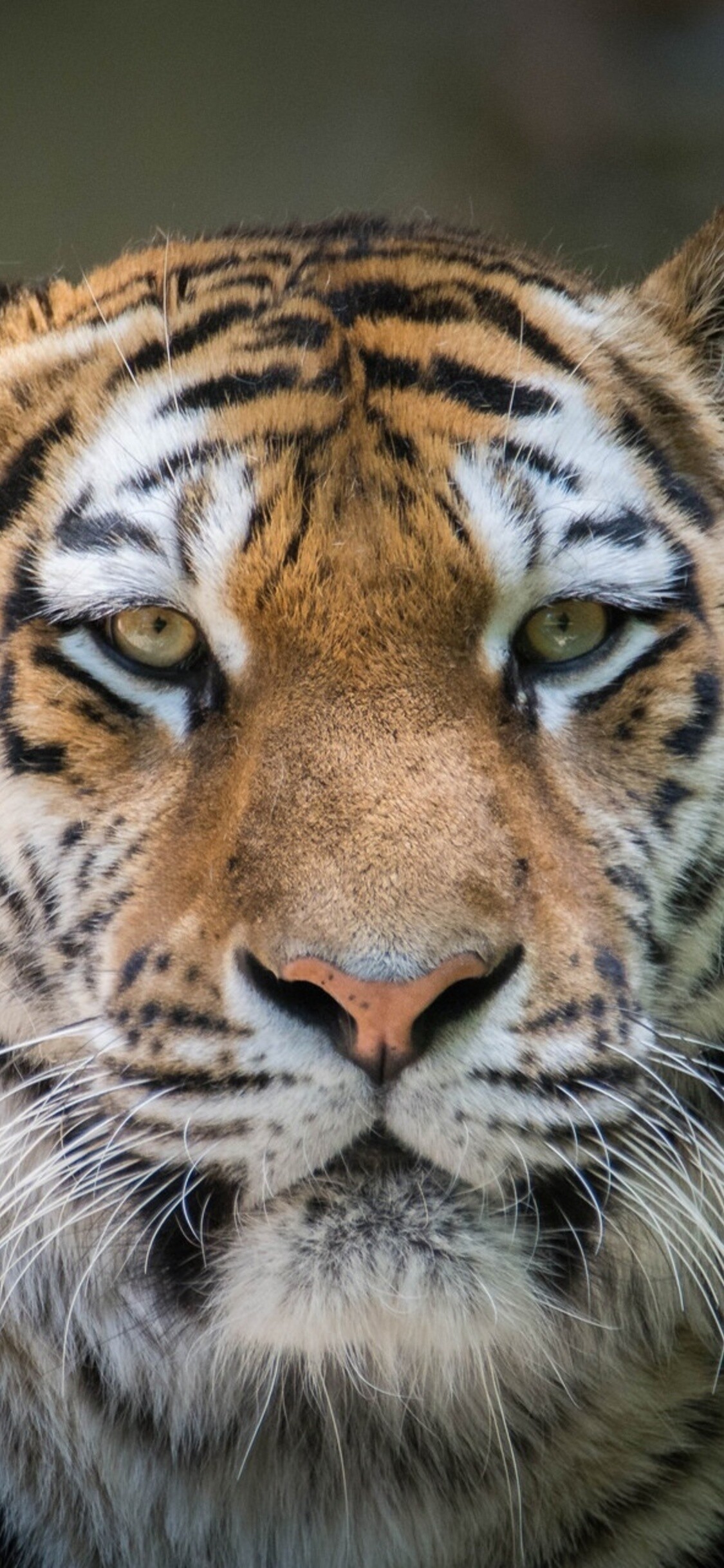 Tiger Wallpaper