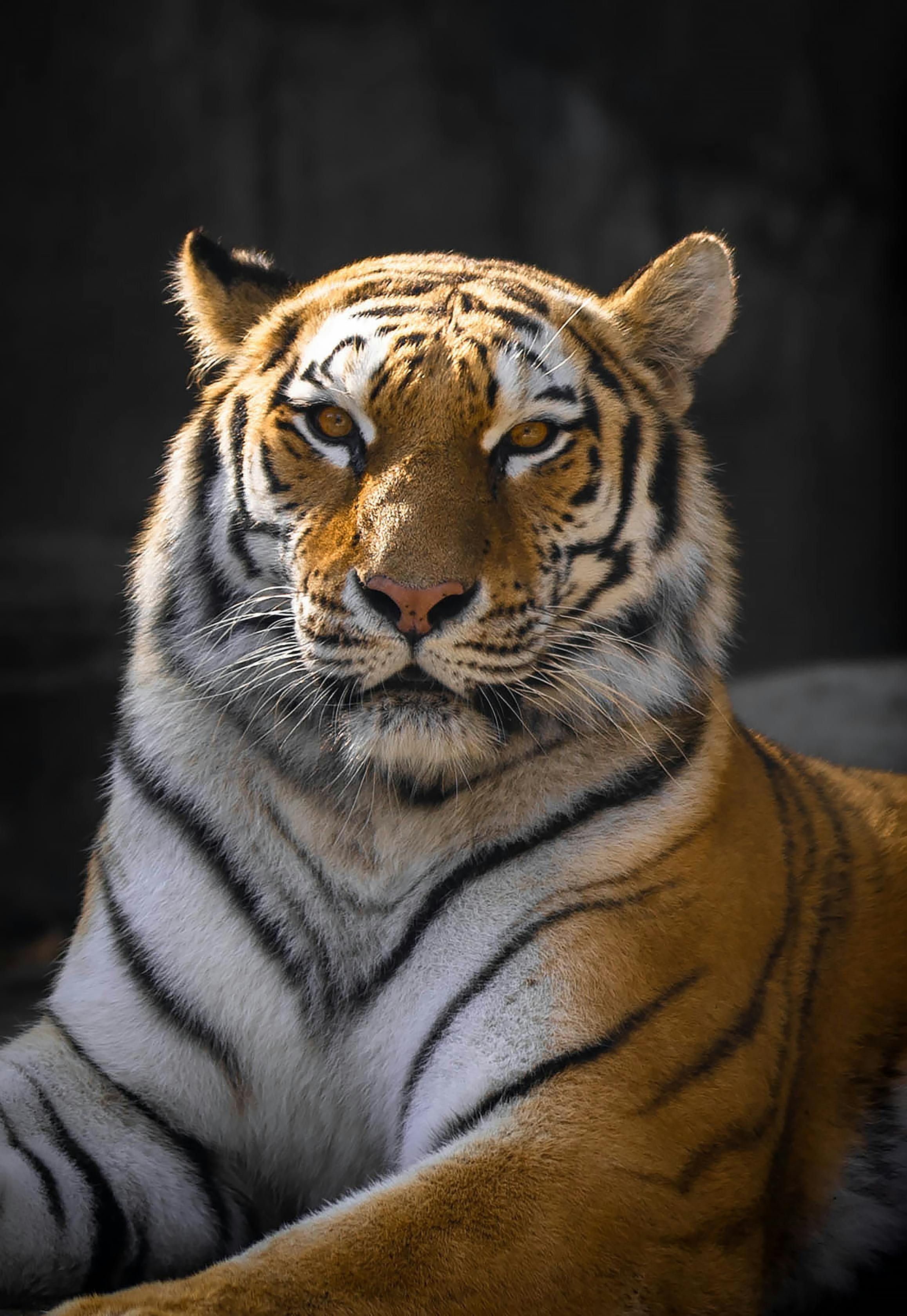 Tigers Photo, Download The BEST Free