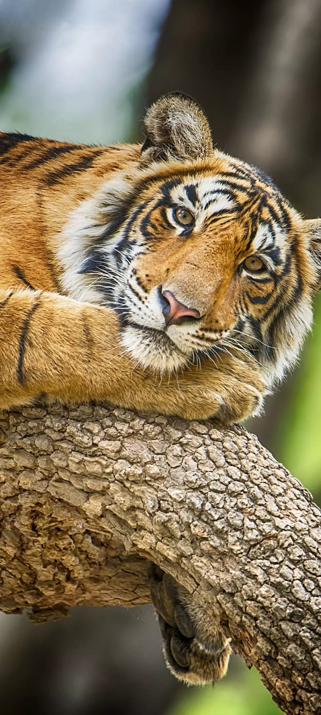 Tiger 1080x2400