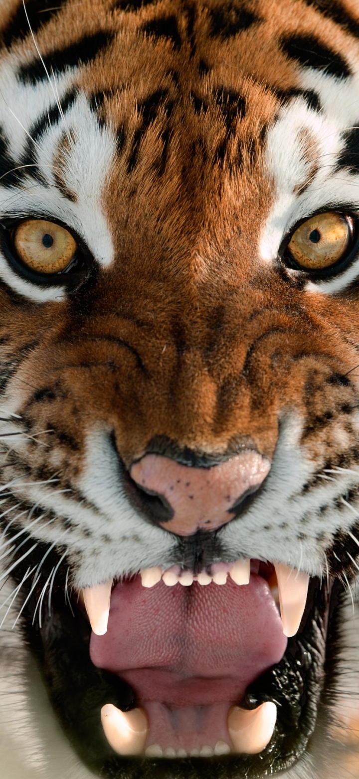 Download Animal Tiger Phone Wallpaper