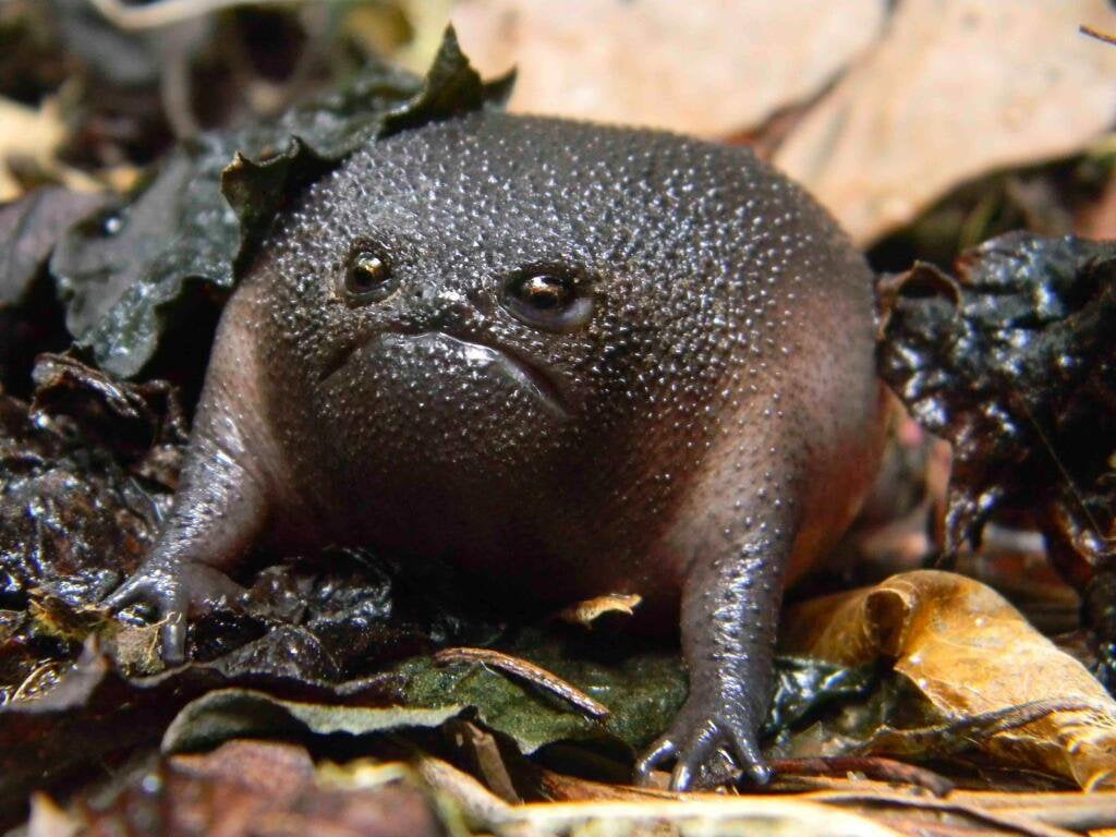Black Rain Frog. Is this the ugliest
