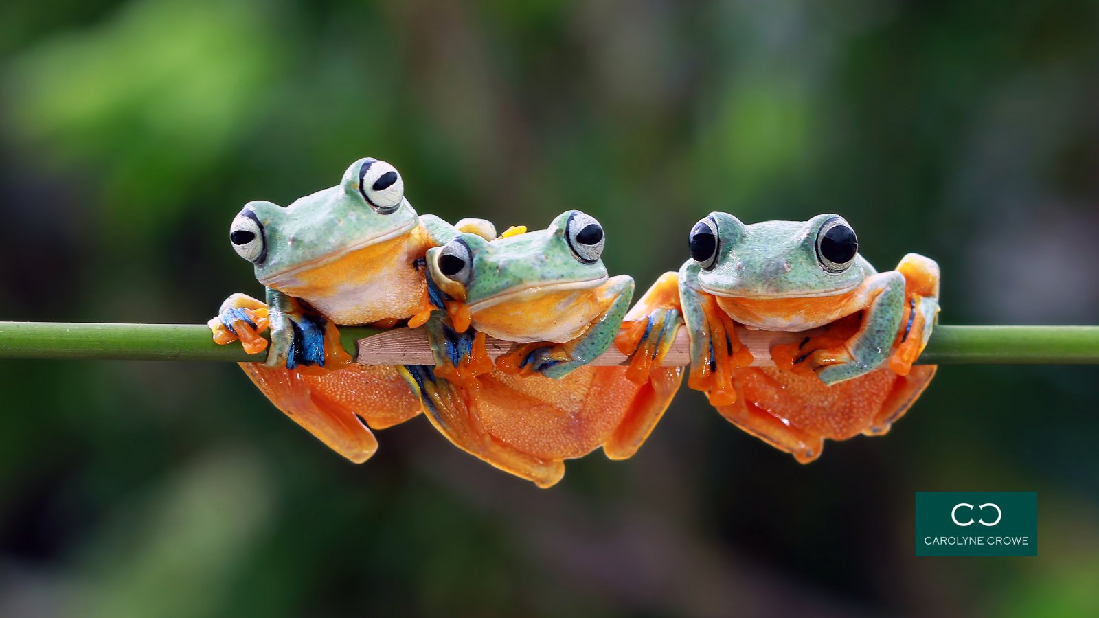 jobs = ugly toads Pick the ugliest toad