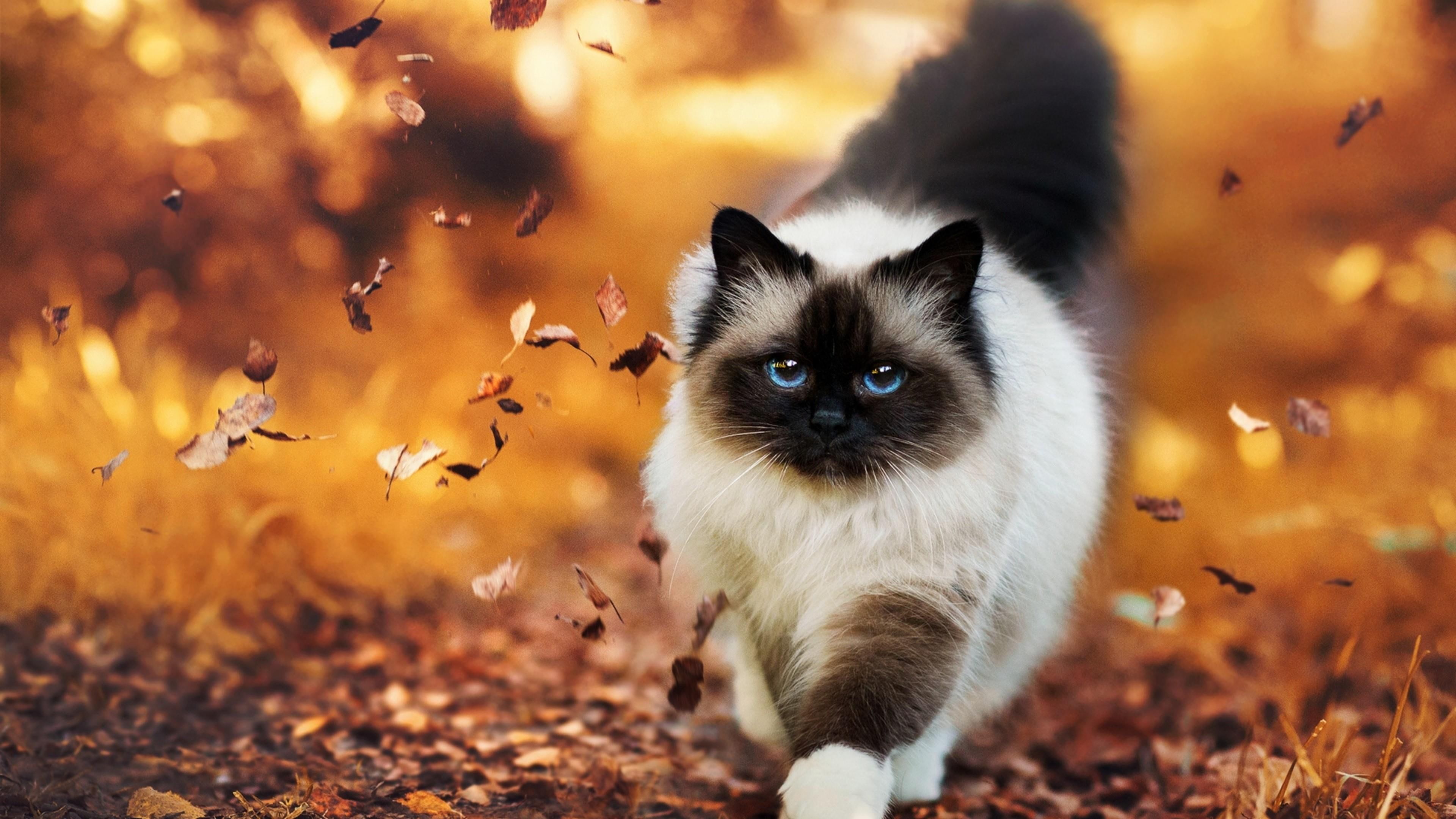 cat, cute, confident, autumn, leaves