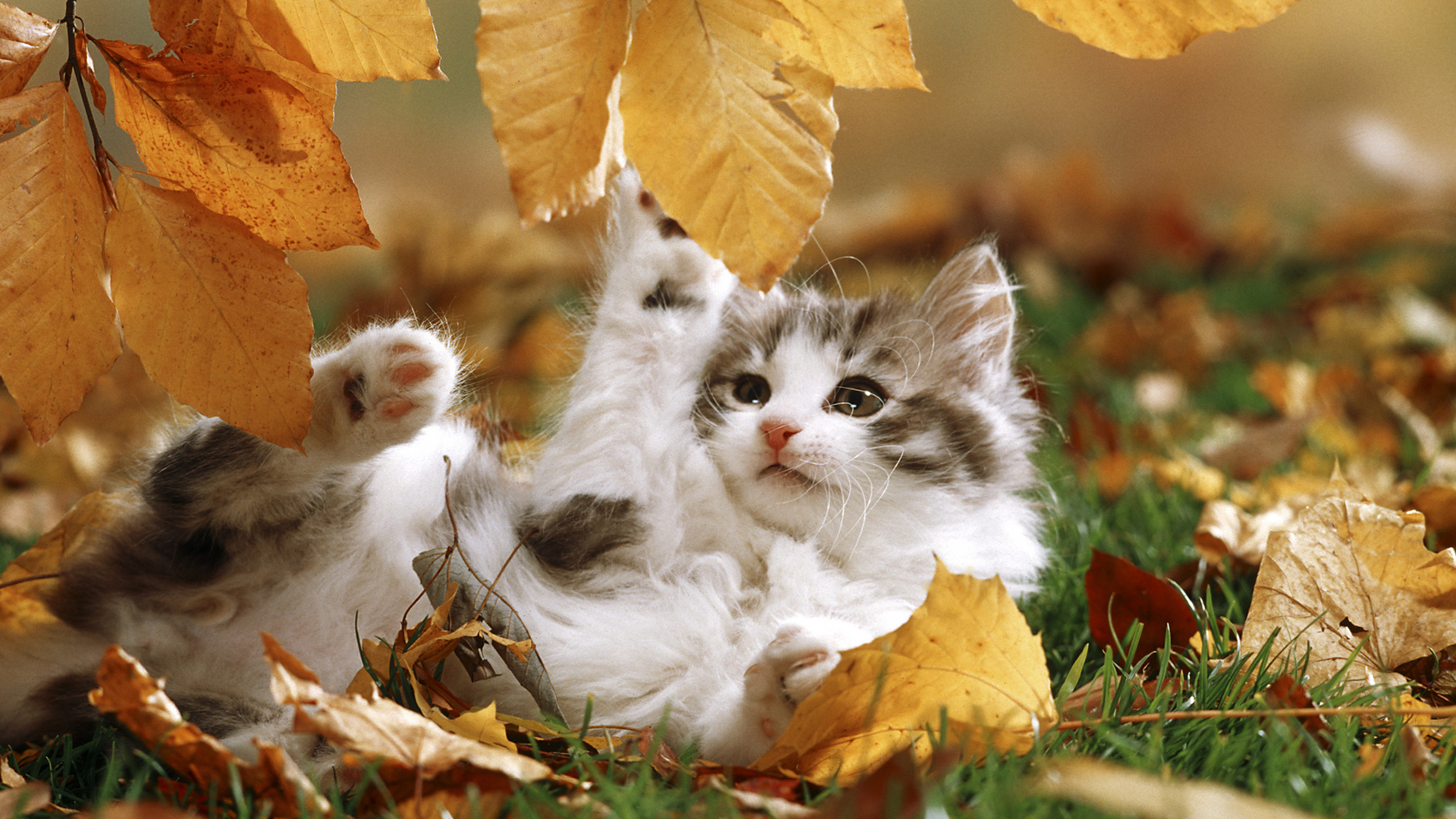 Leaf Kitten Animal Cat HD Wallpaper