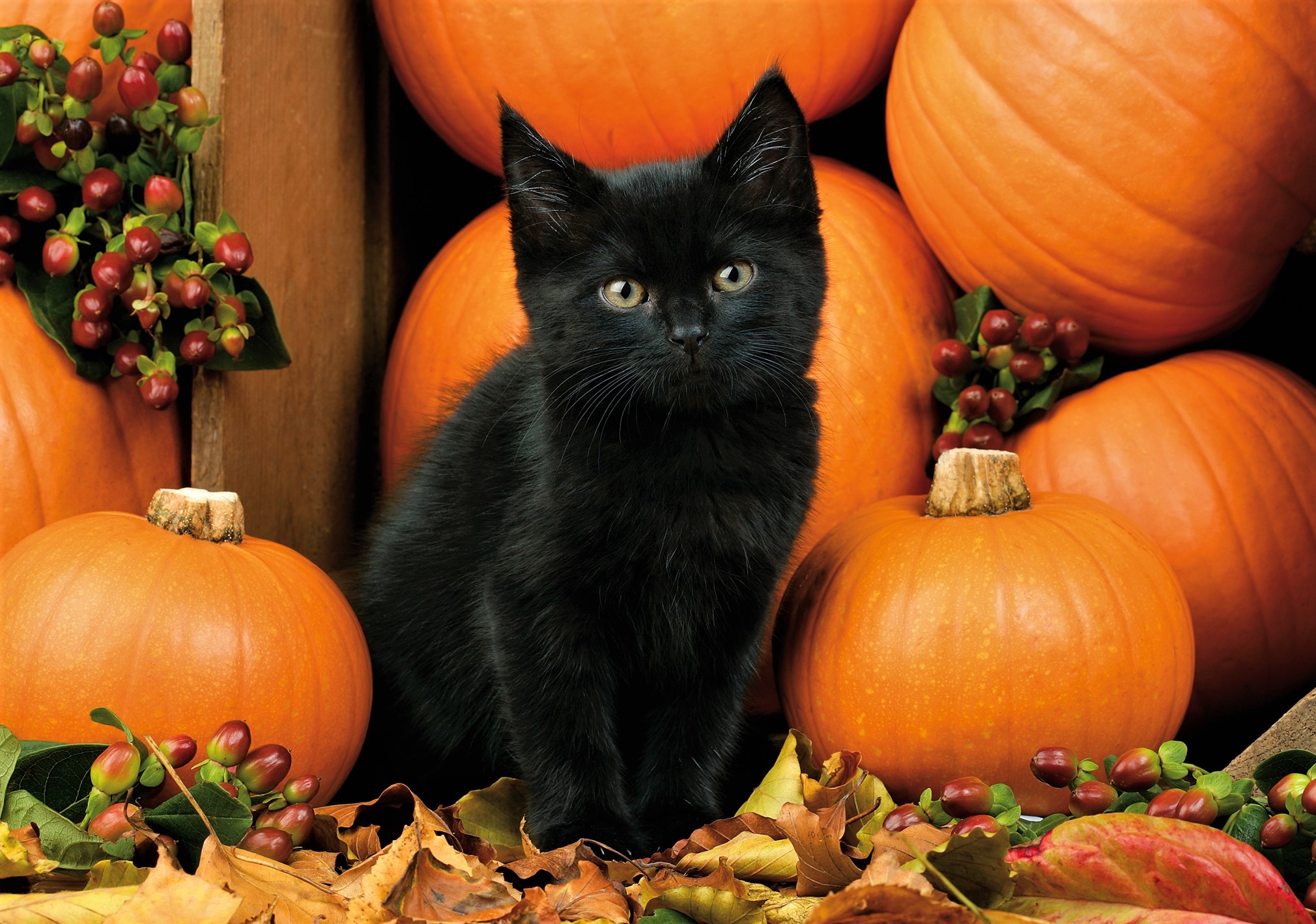 Autumn Black Kitten HD Wallpaper