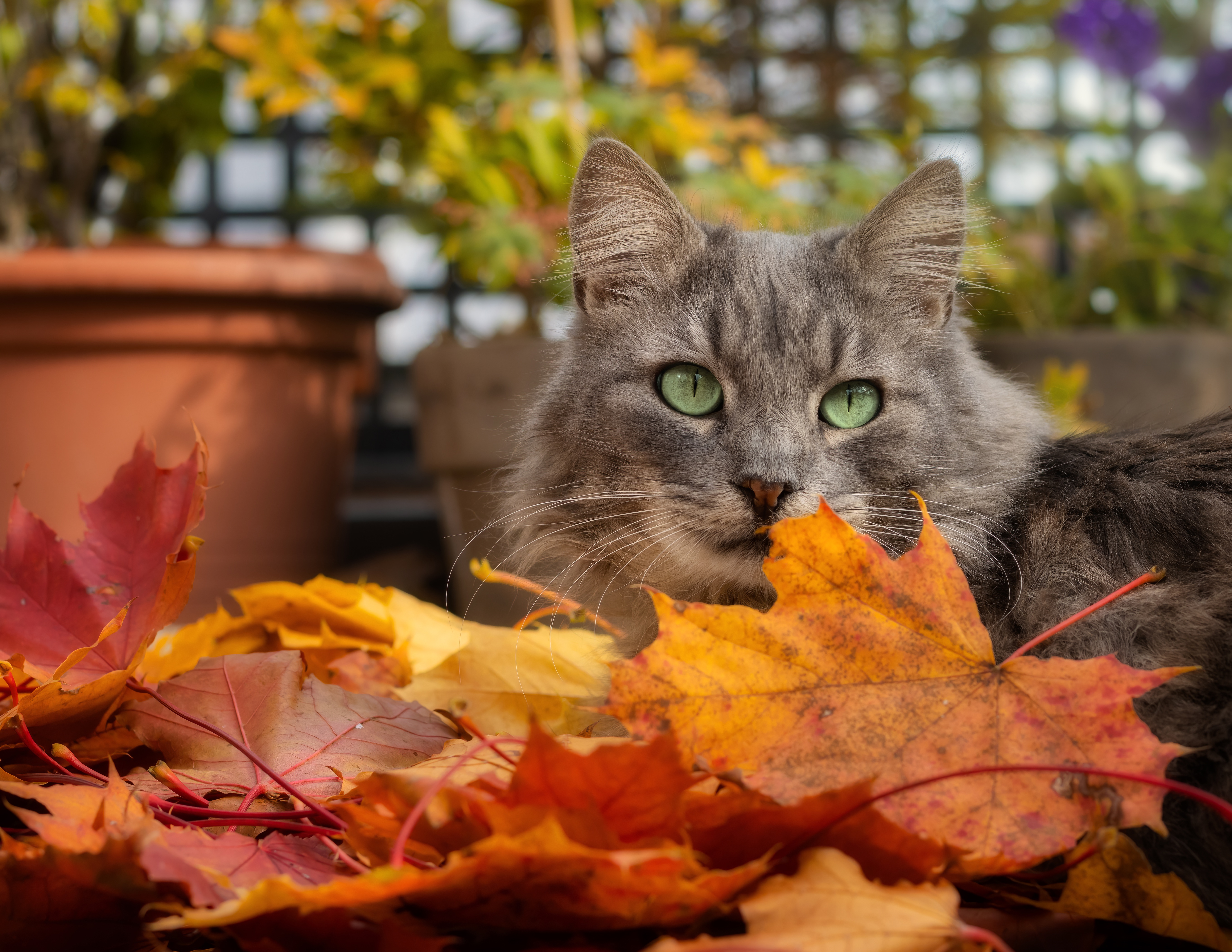 Wallpaper autumn, cat, cat, look, face