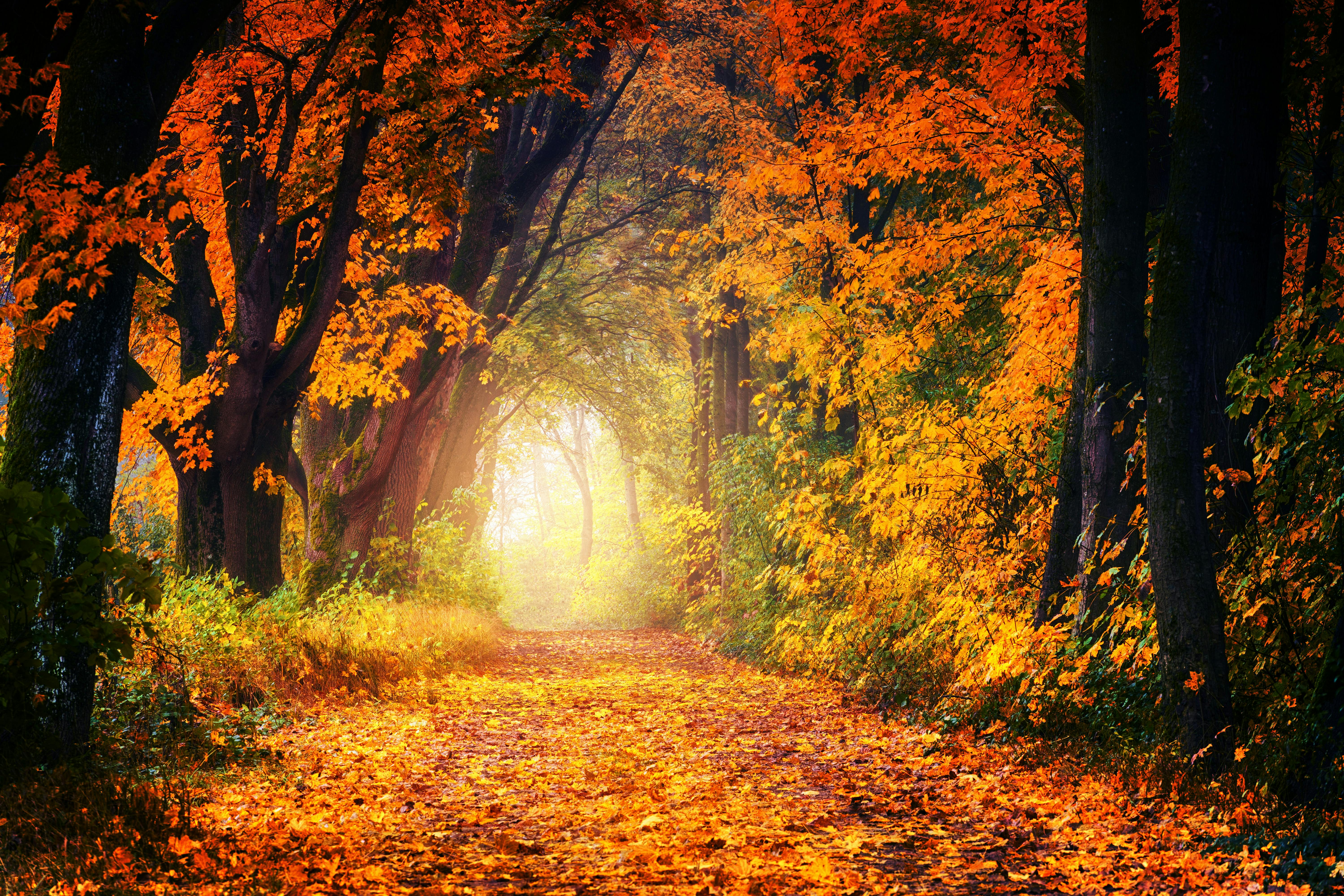Autumn Forest Photo, Download The BEST Free Autumn Forest & HD Image