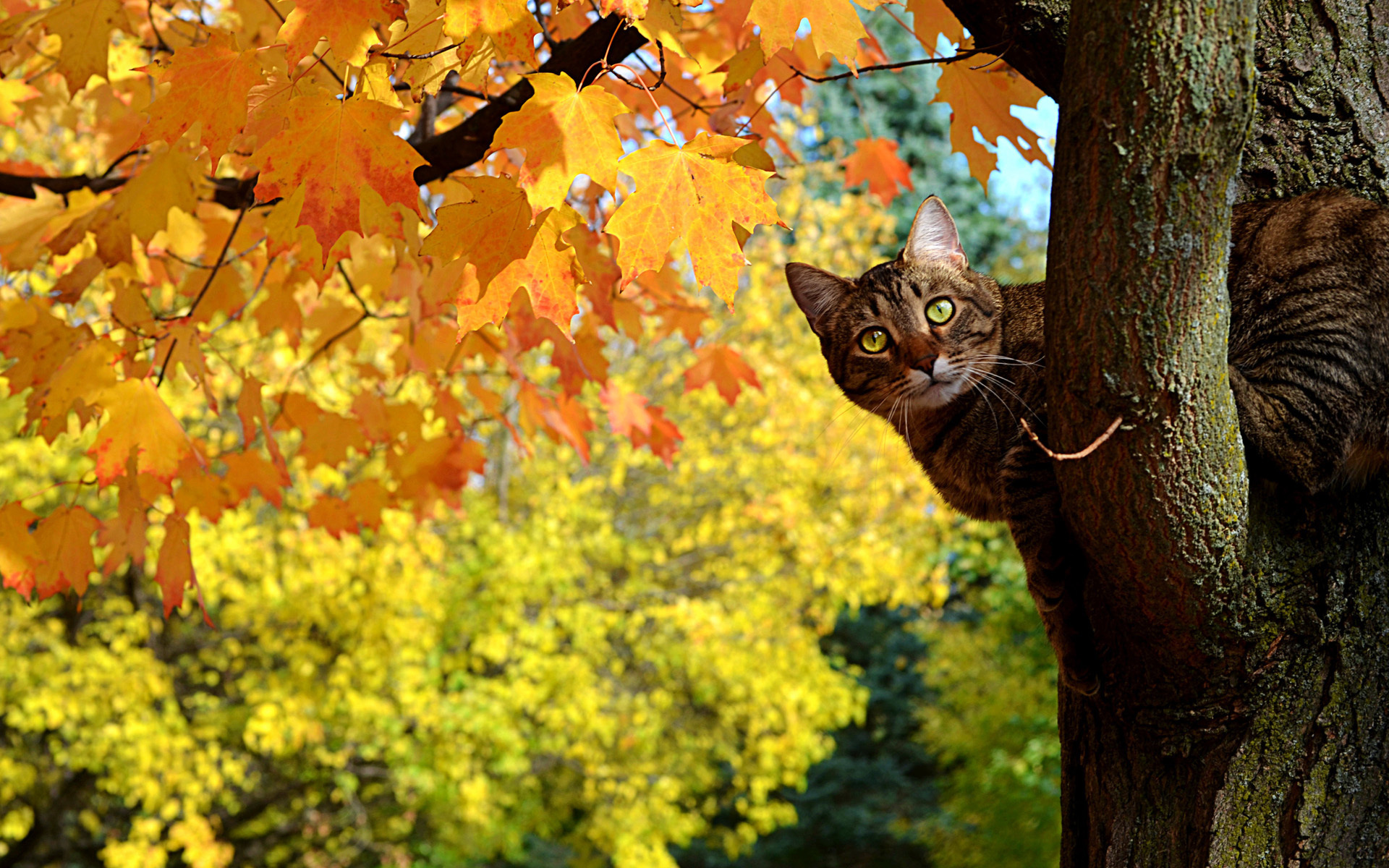 Animal Cat HD Wallpaper