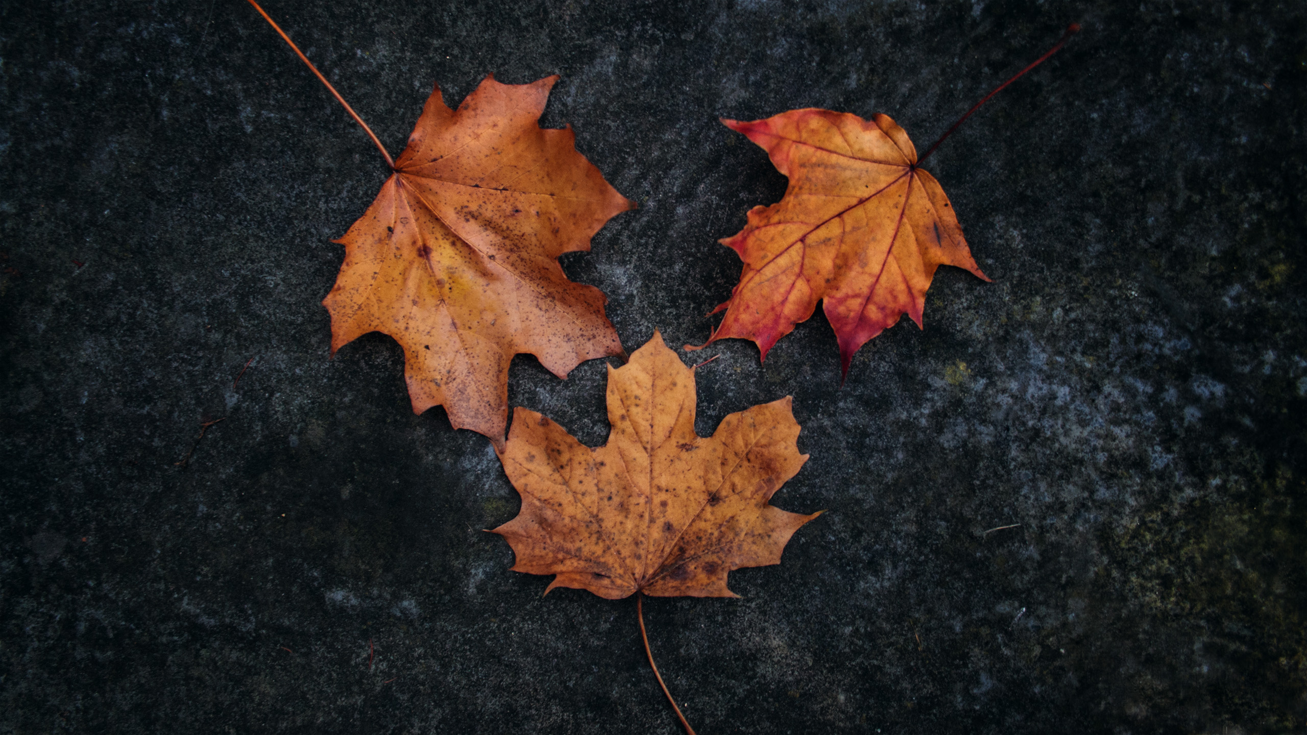 fall, leaves, simple background