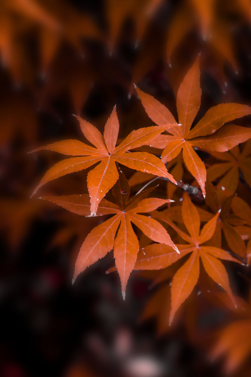 Autumn Photography Red And Black Simple