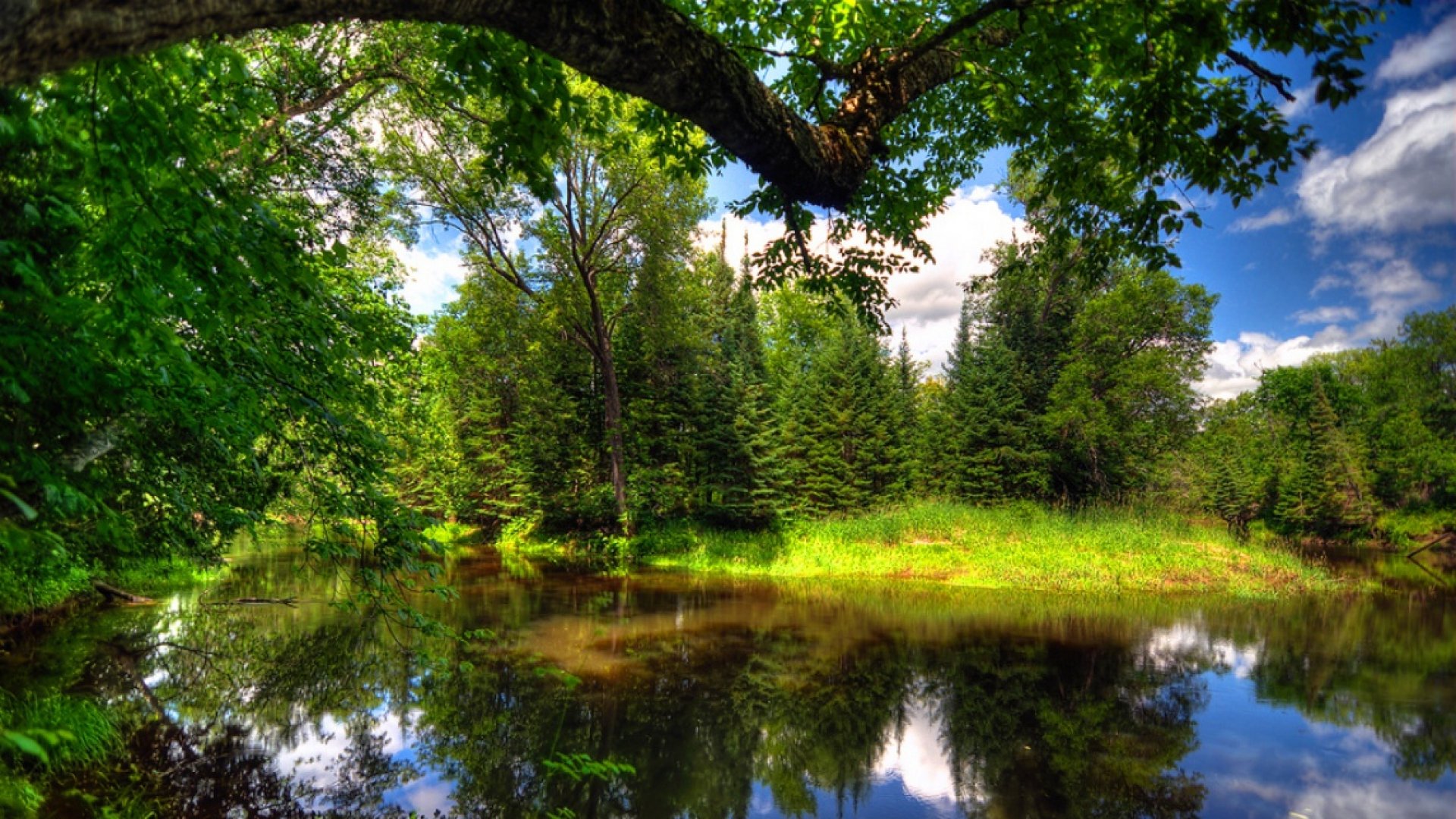 Nature Summer Tree River HD Wallpaper