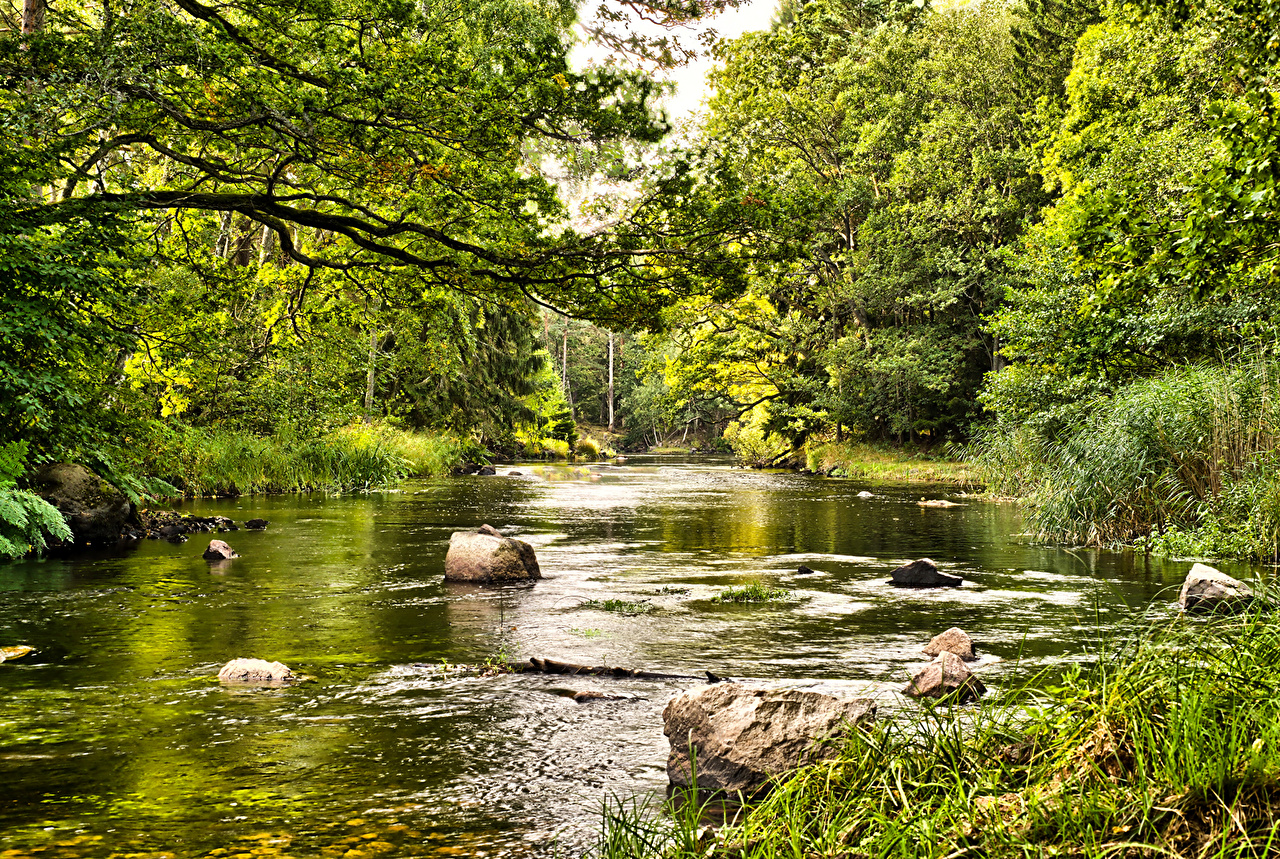 Picture Summer Nature Forests Rivers Trees
