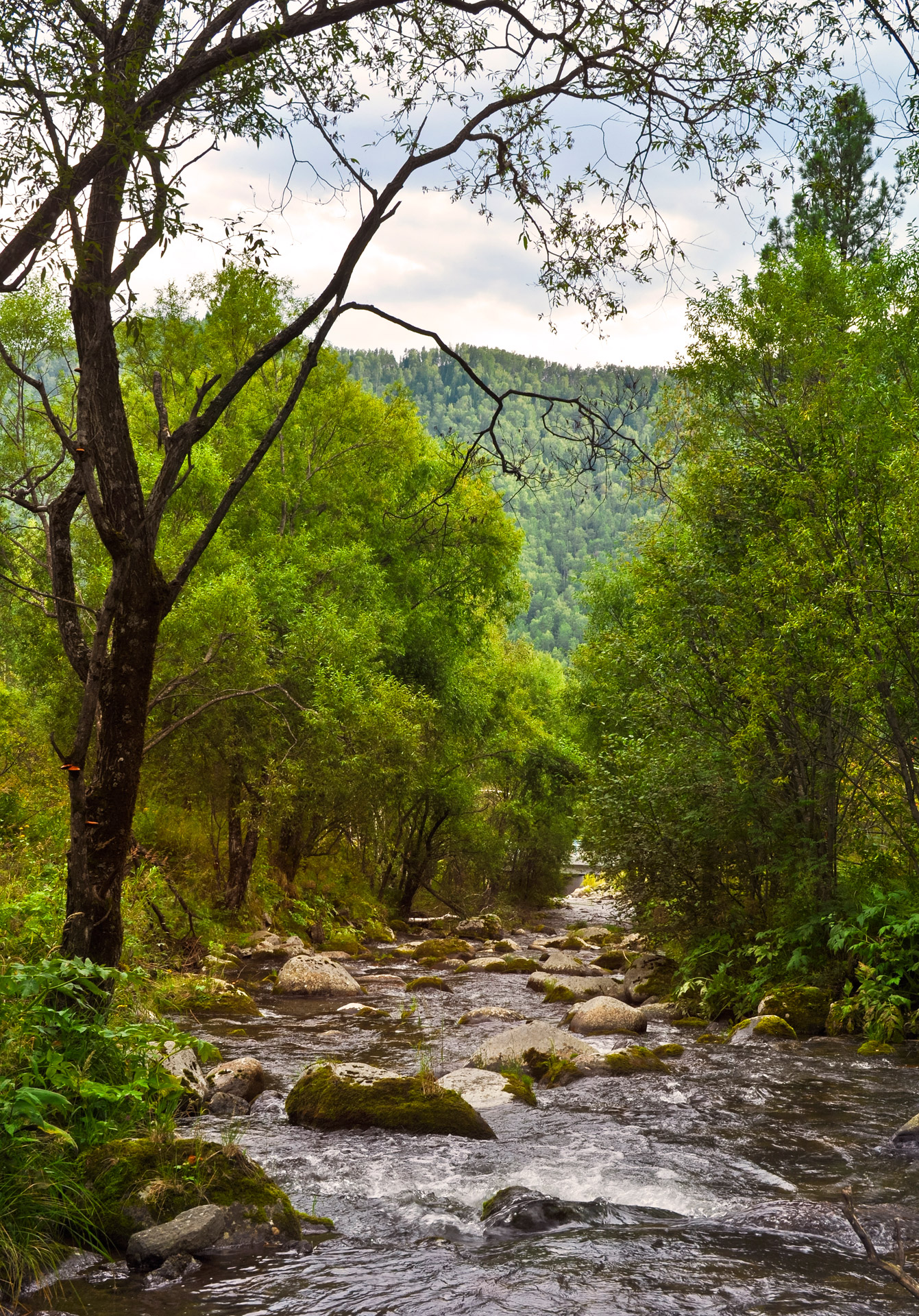 Landscape, river, forest, trees, summer