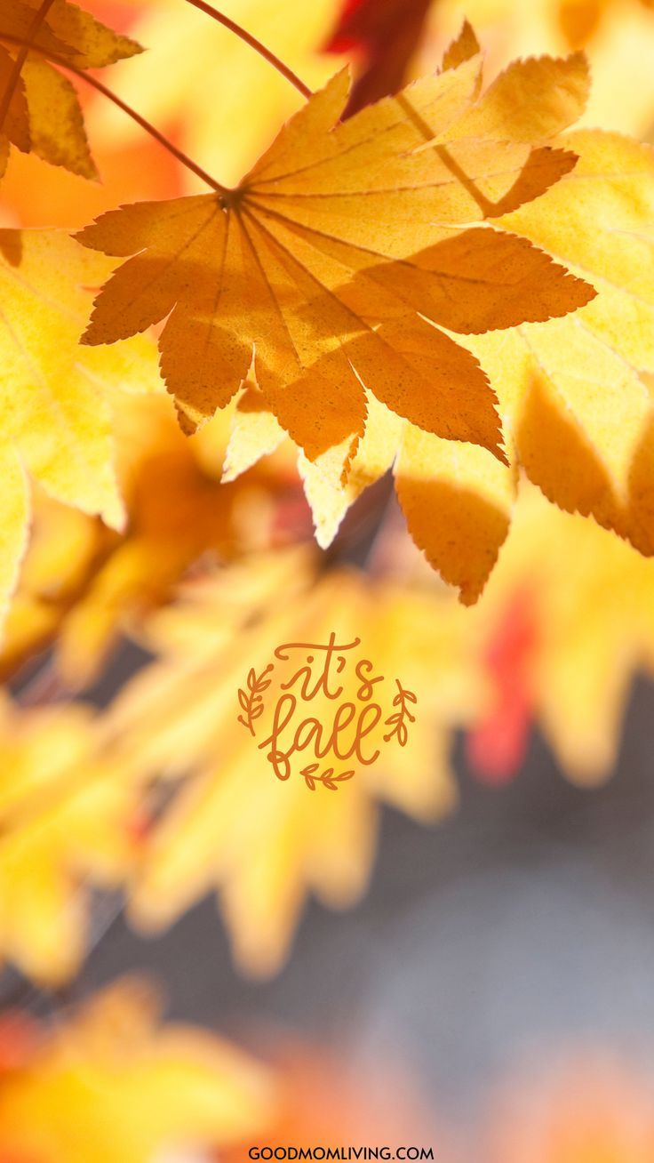 Fall Wallpaper Phone Background