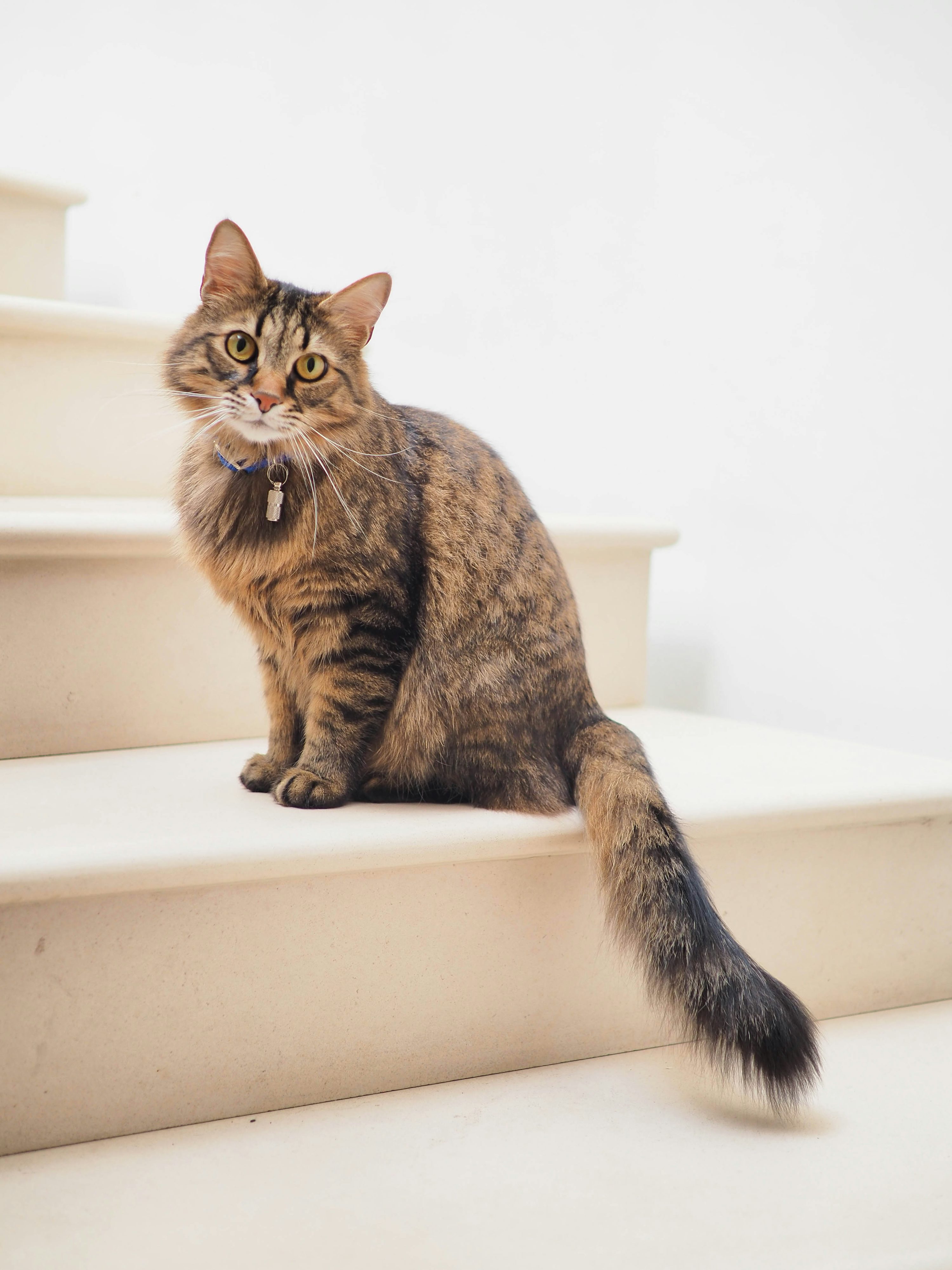 Cat Wallpaper: Free HD Download