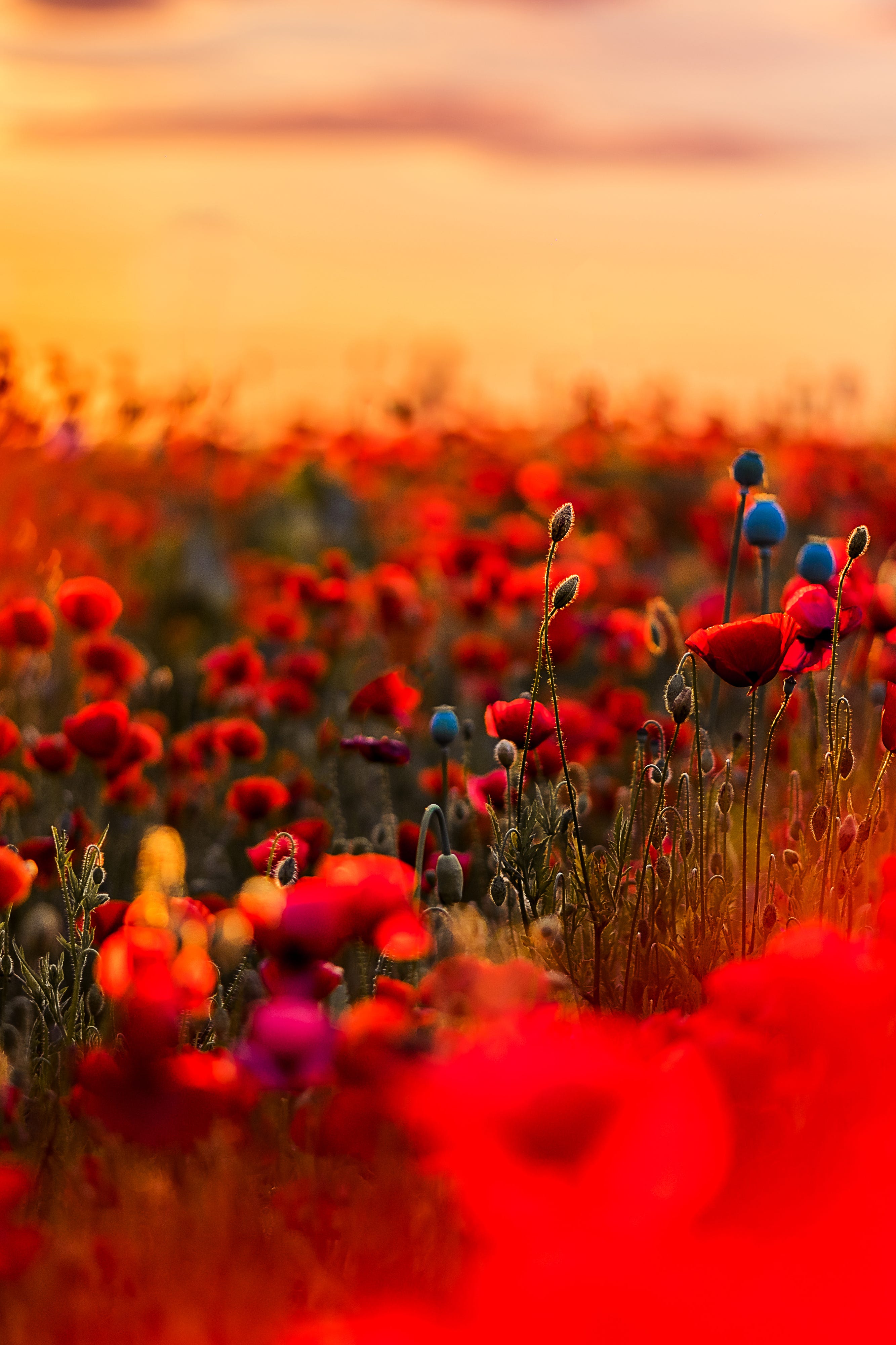 Best wallpaper for every iPhone 13