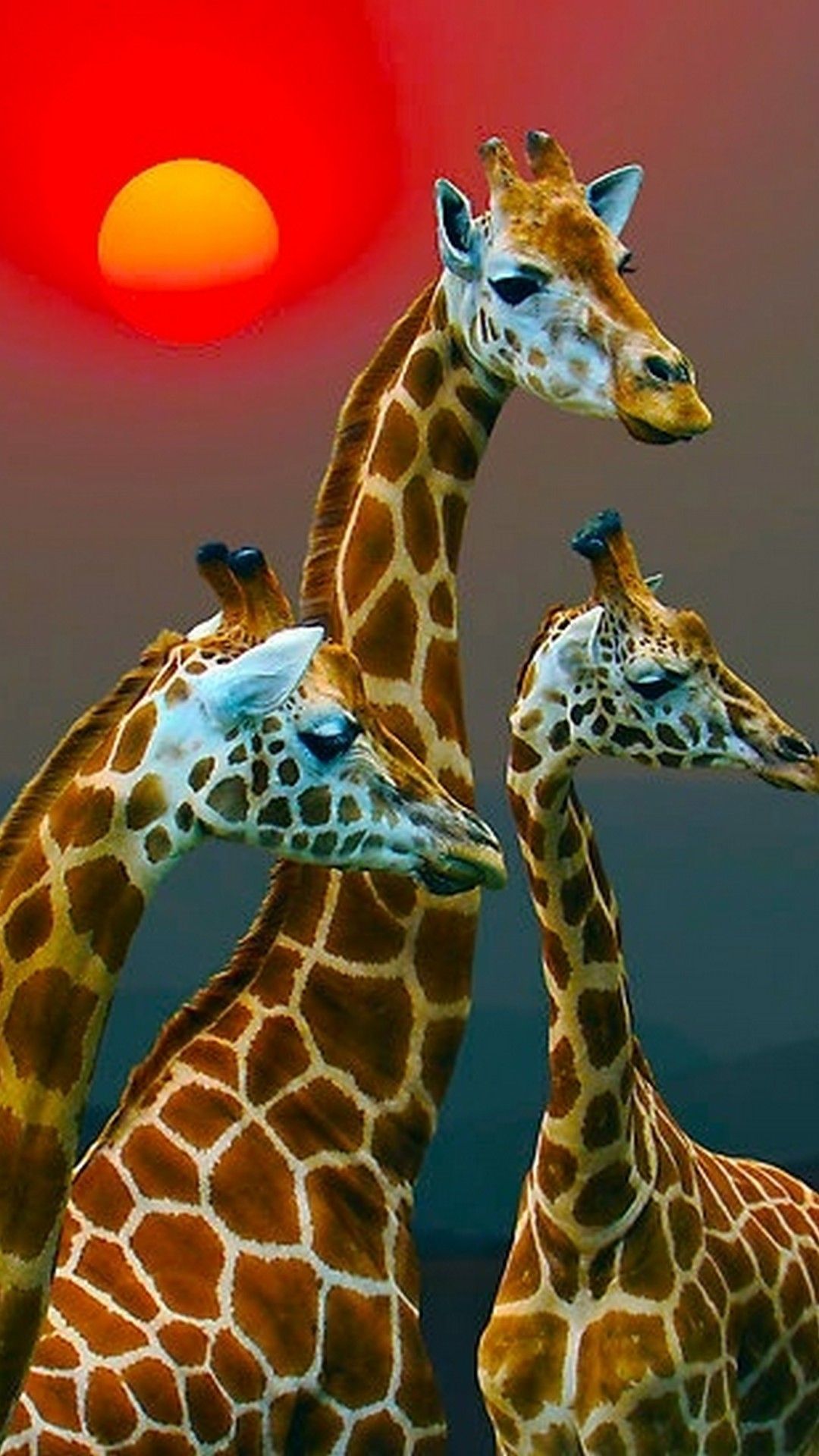 African Giraffe iPhone Wallpaper