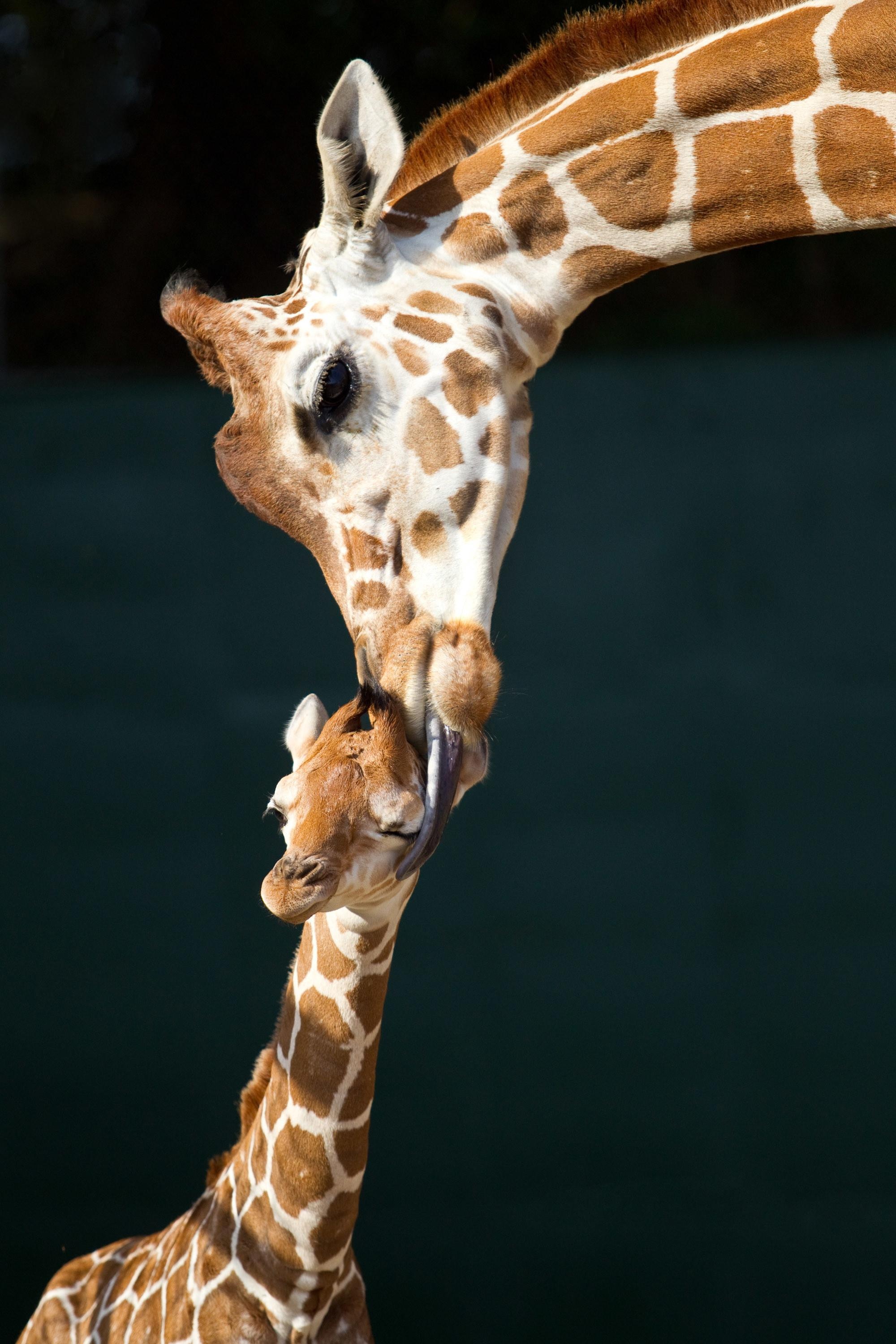 Giraffe Wallpaper