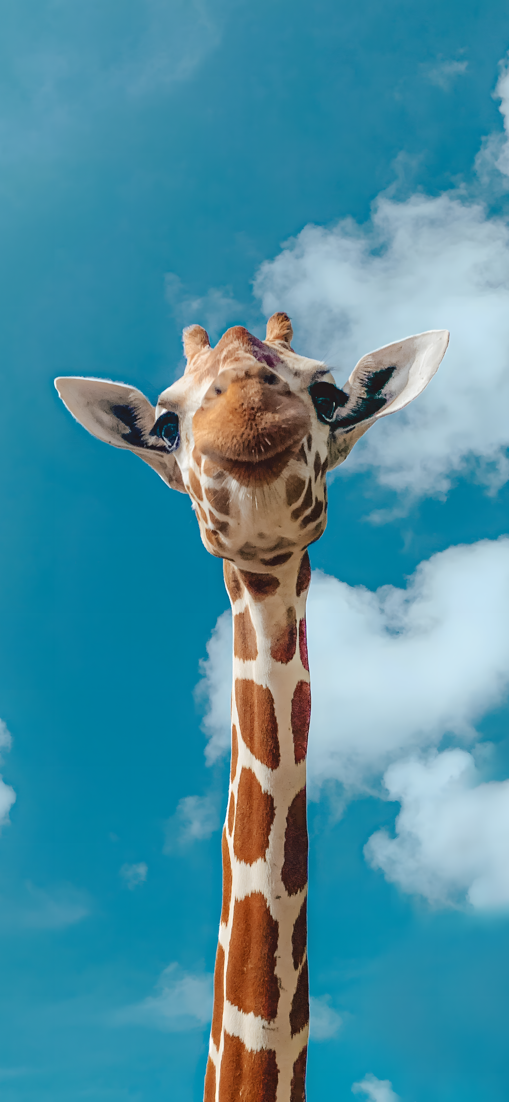 Stunning 4K Wallpaper for Your iPhone