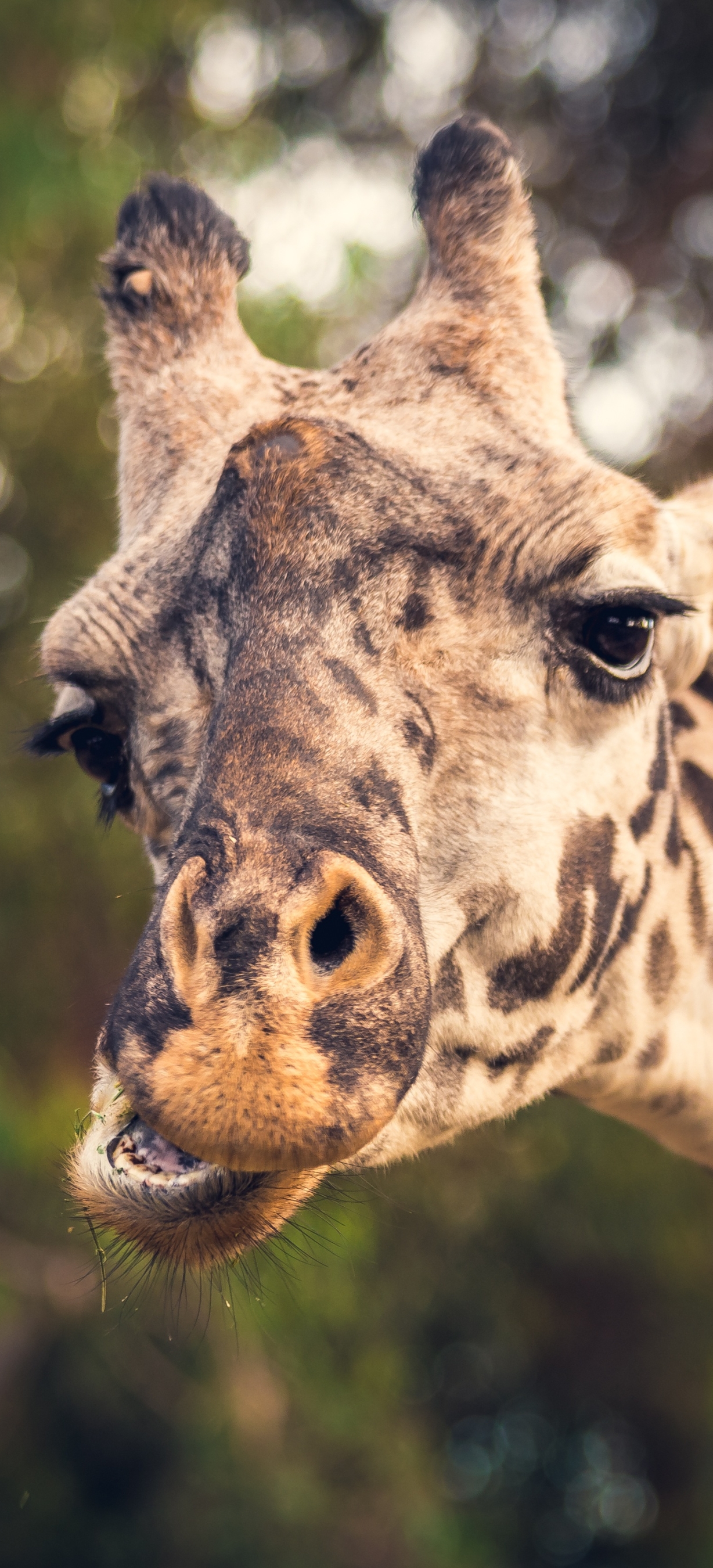 Giraffe iPhone Wallpaper