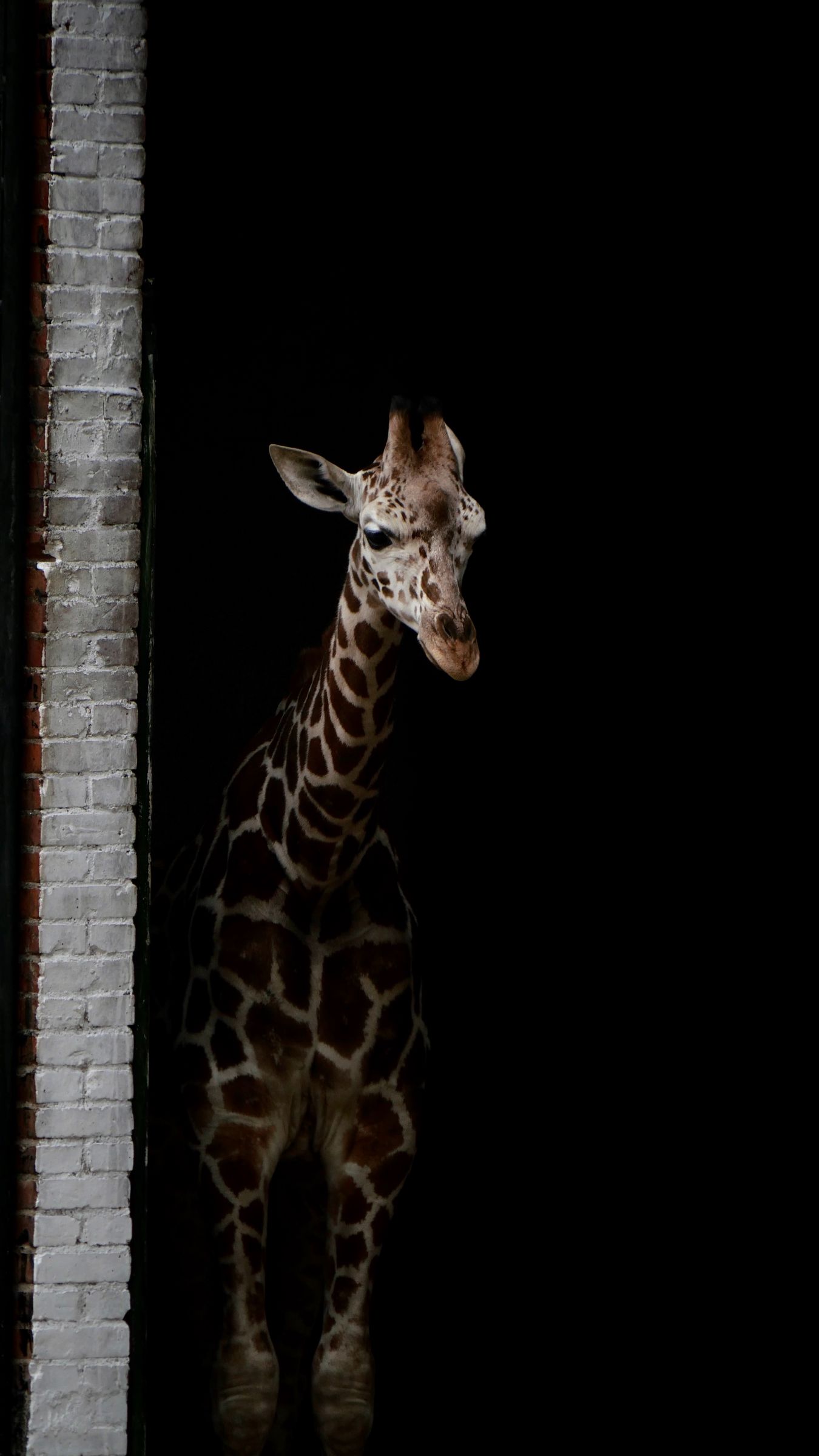 Download wallpaper 1350x2400 giraffe