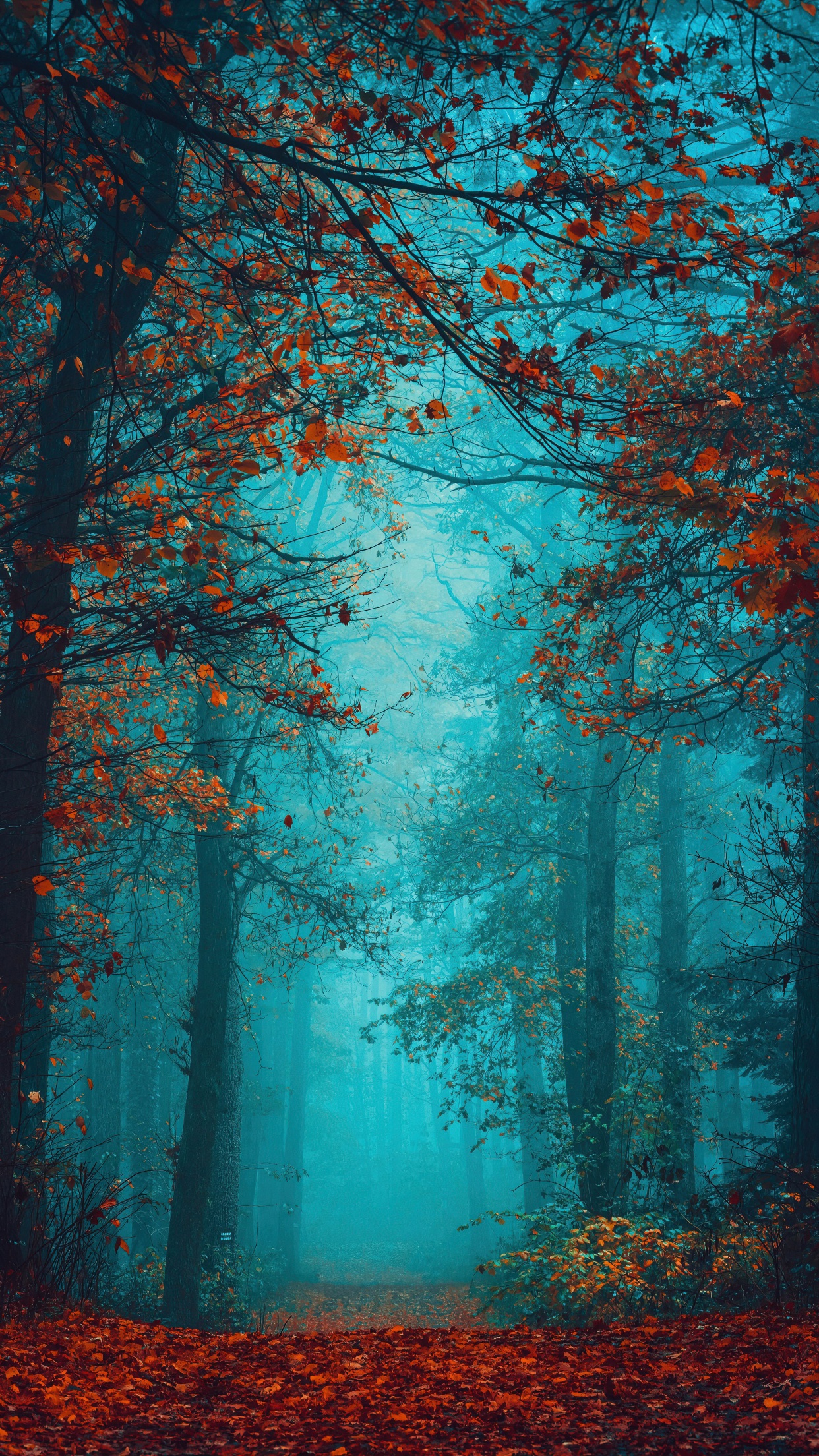 Foggy night Wallpaper 4K, Autumn Forest