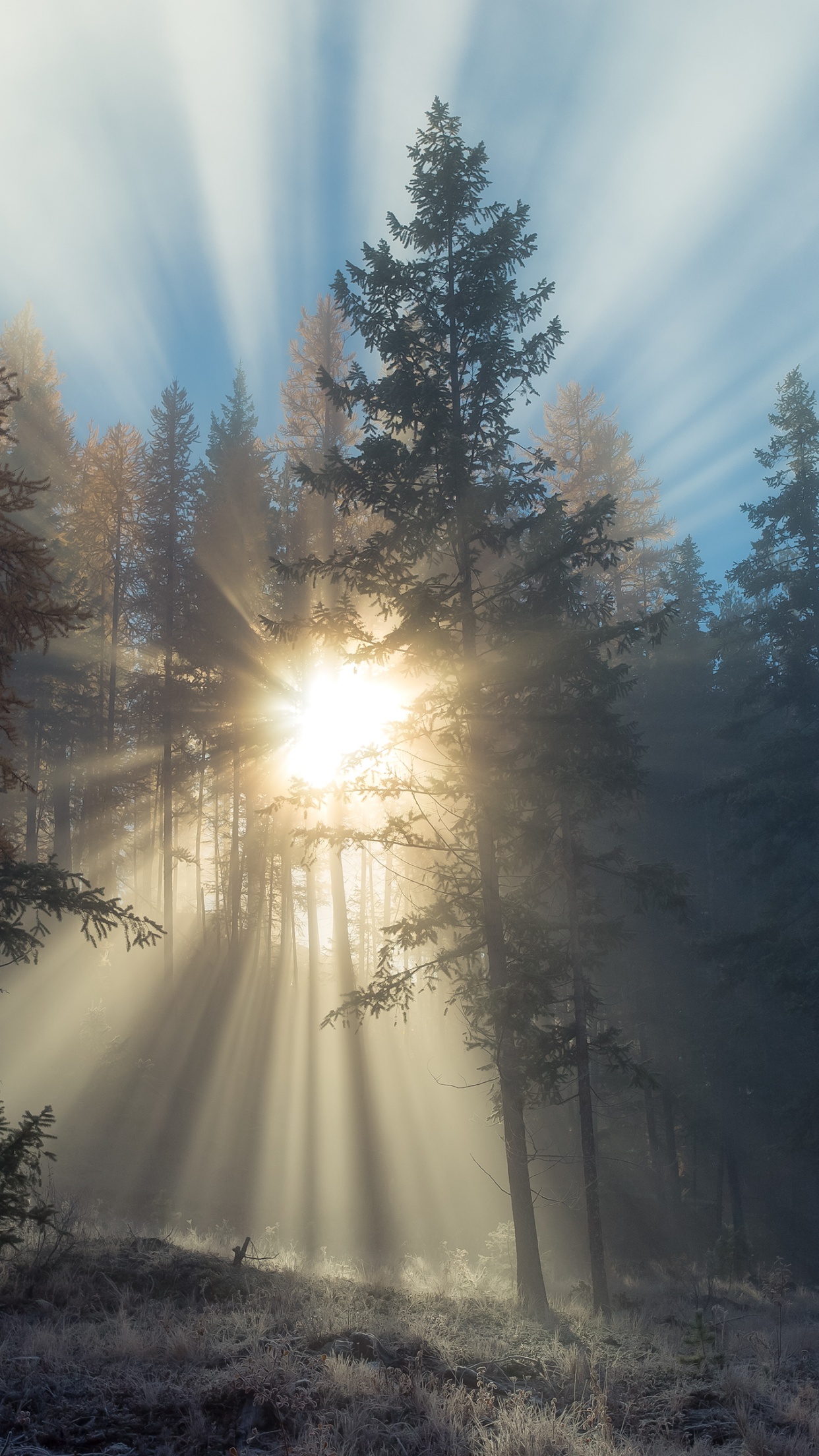 Foggy sunset Wallpaper 4K, Forest, Sun rays, Landscape