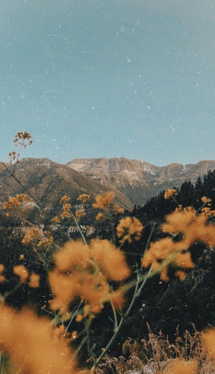 aesthetic
