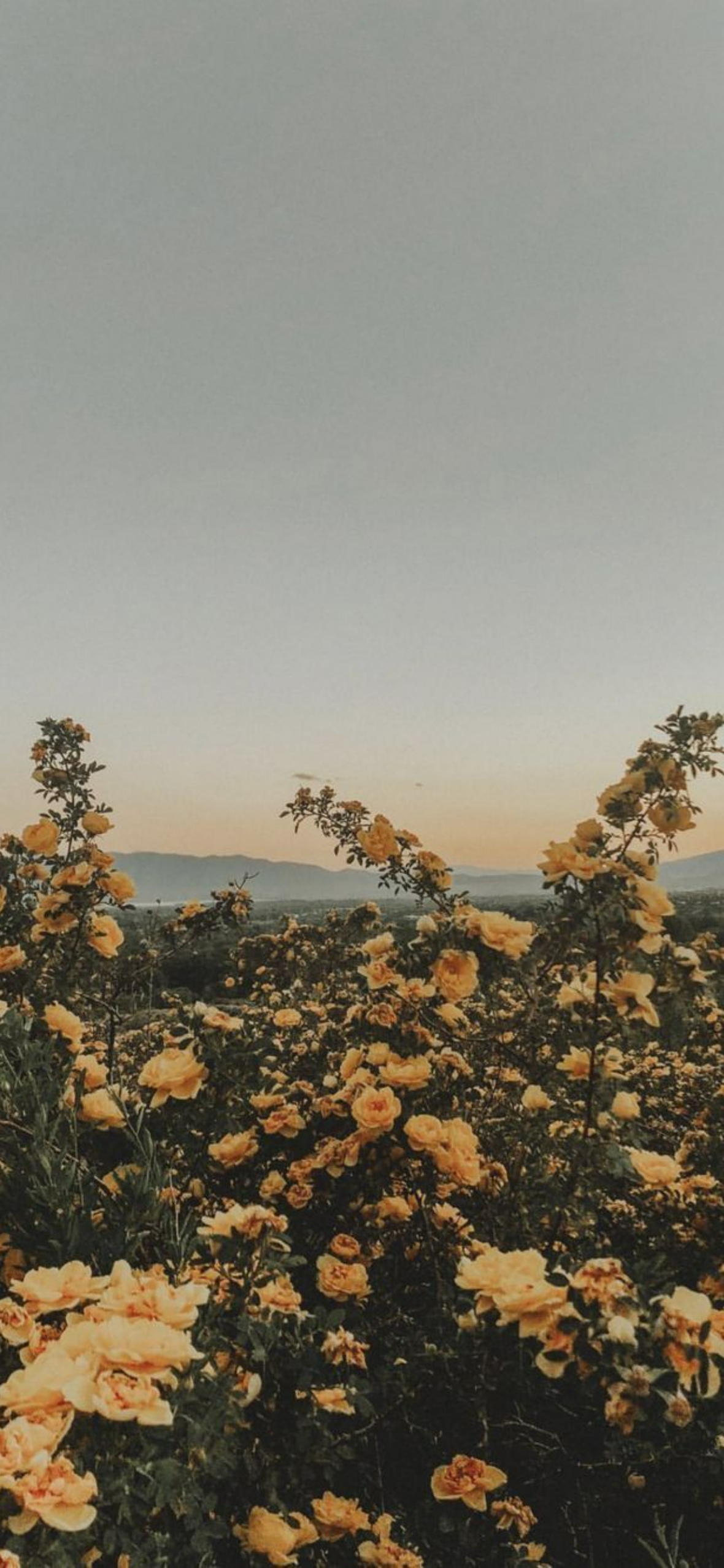Aesthetic Nature iPhone Wallpaper HQ