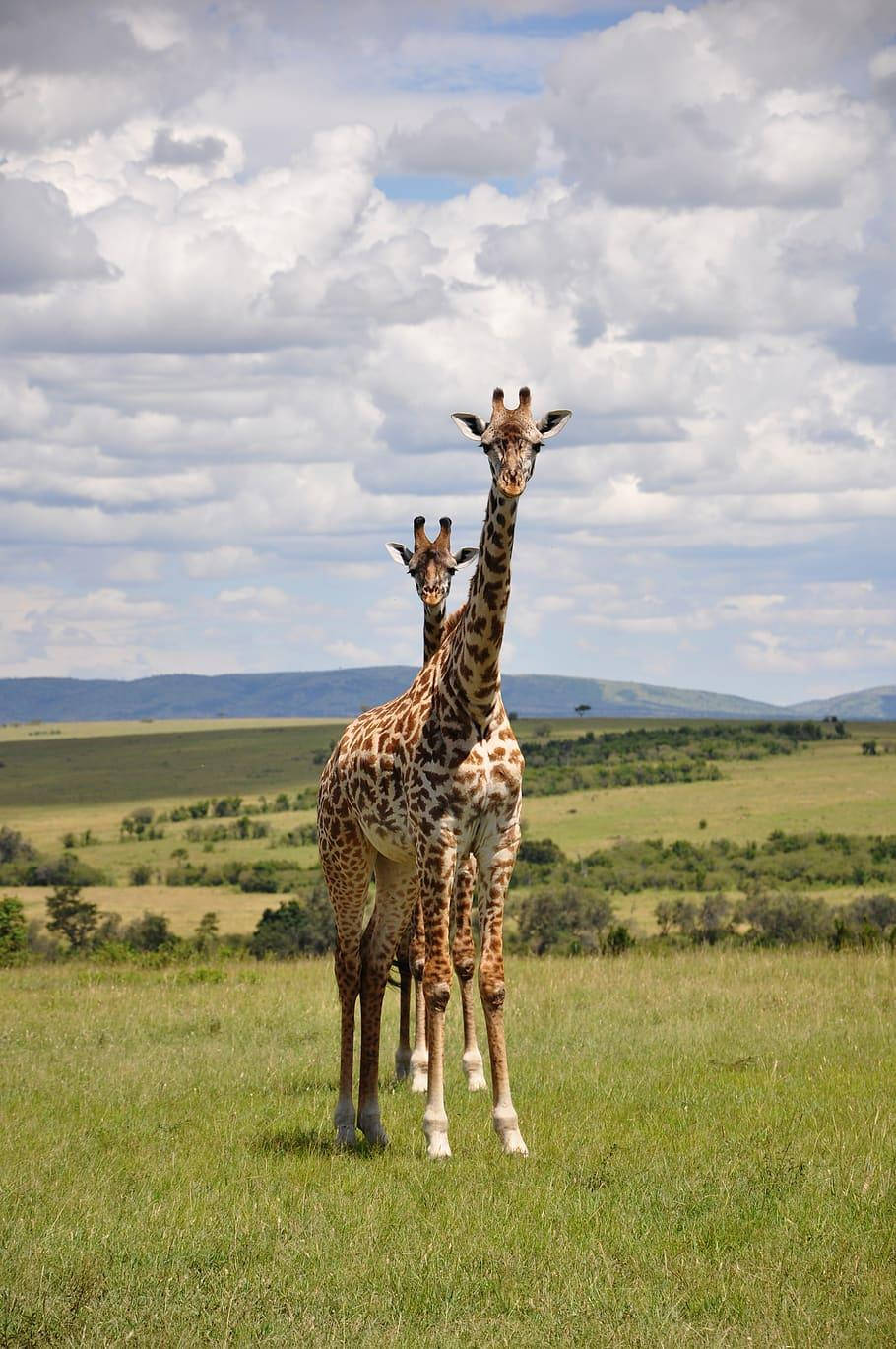 Tall Giraffes Africa iPhone Wallpaper