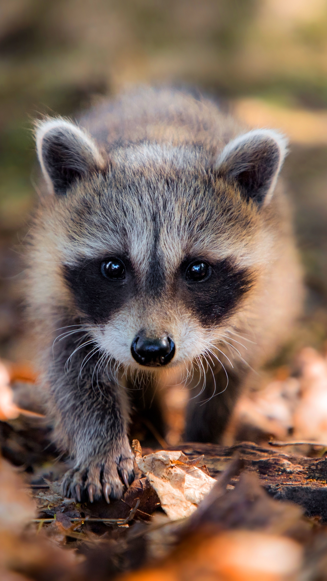 Download Animal Raccoon Phone Wallpaper
