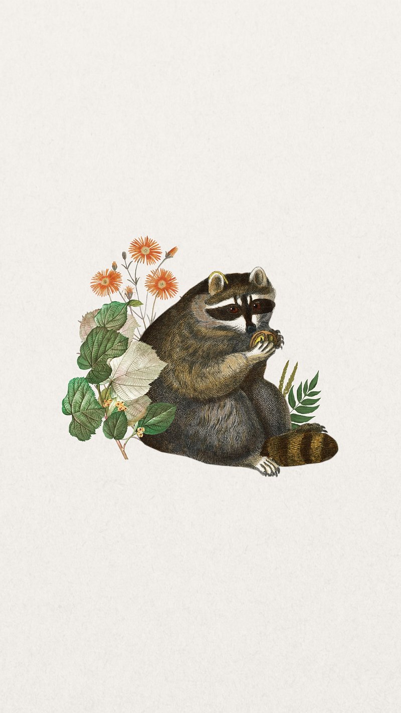 Raccoon Image. Free Photo, PNG