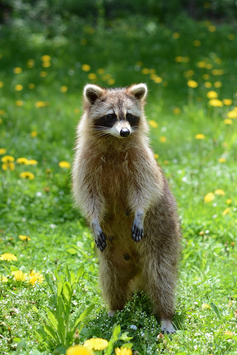 Raccoon Image. Free Photo, PNG