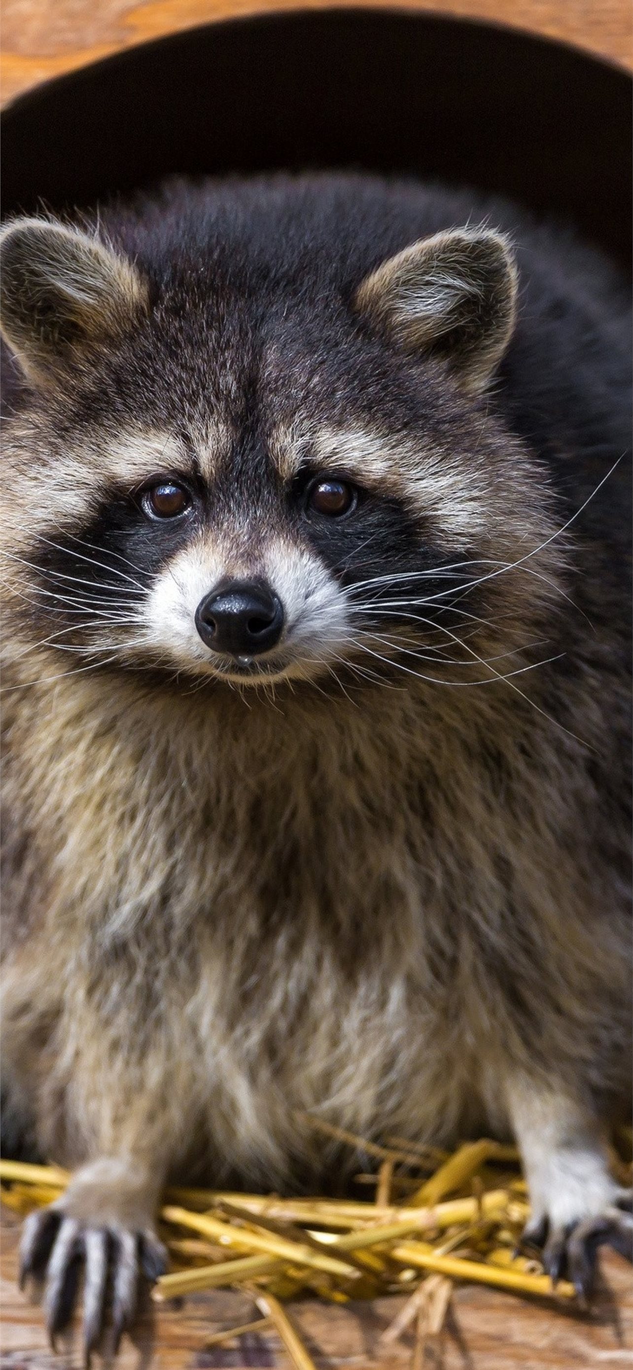 Best Raccoons iPhone HD Wallpaper