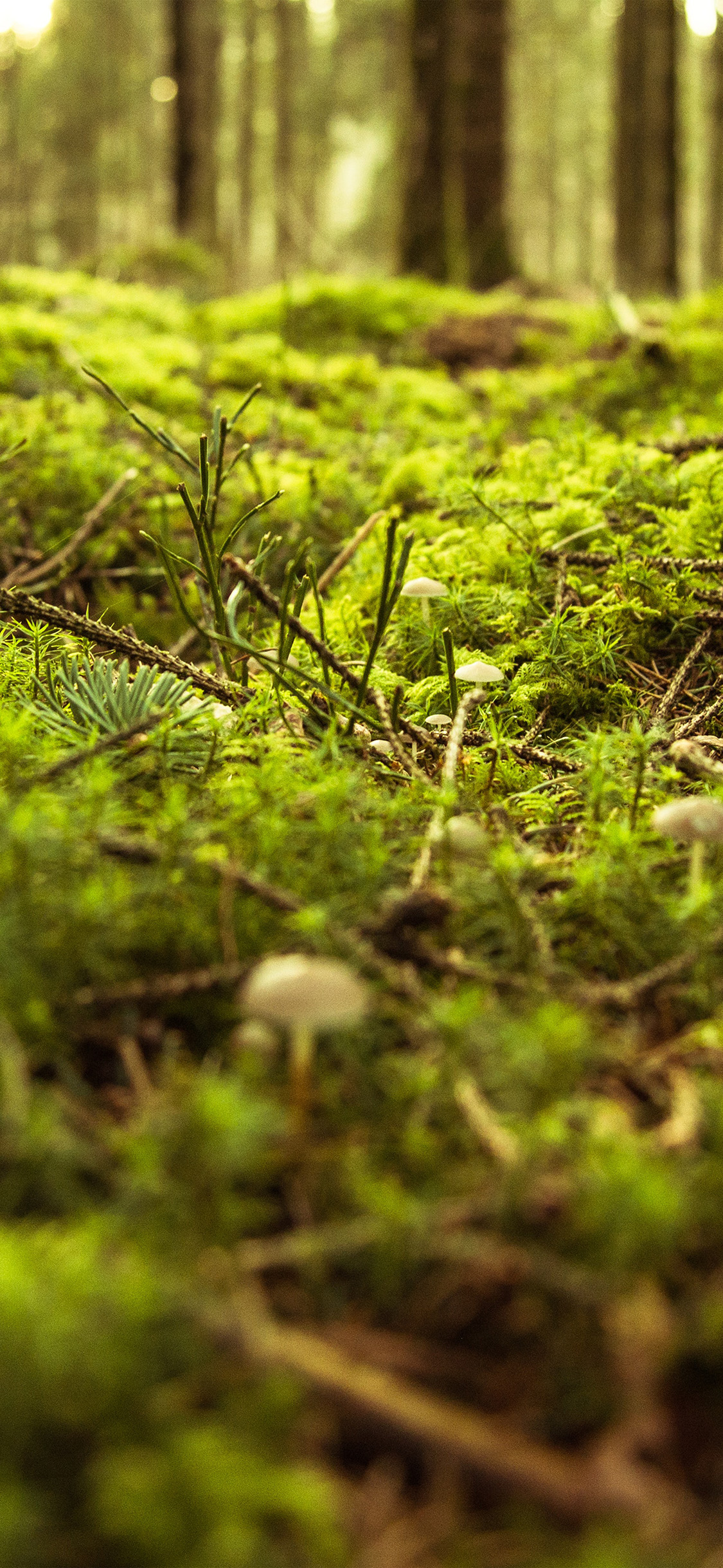 Forest Green Bokeh Mountain Nature