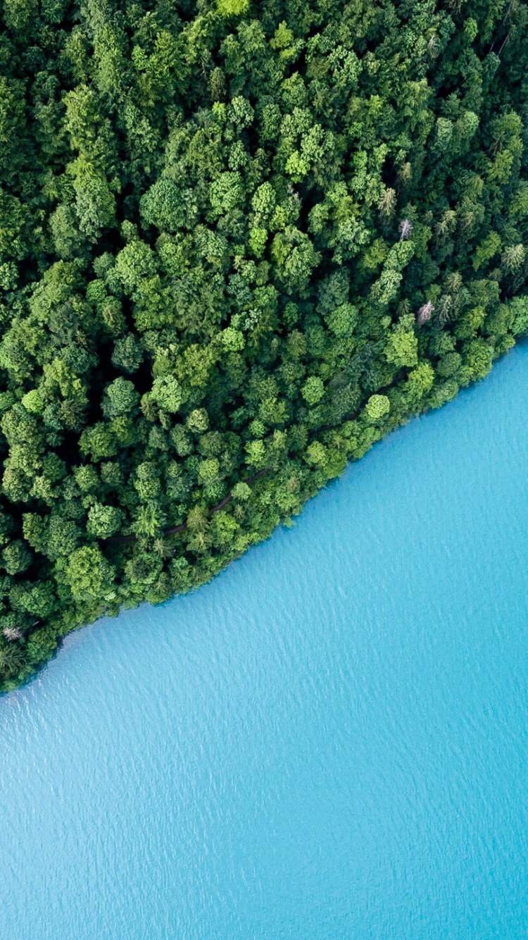 Green Forest Wallpaper 4K, Aerial view