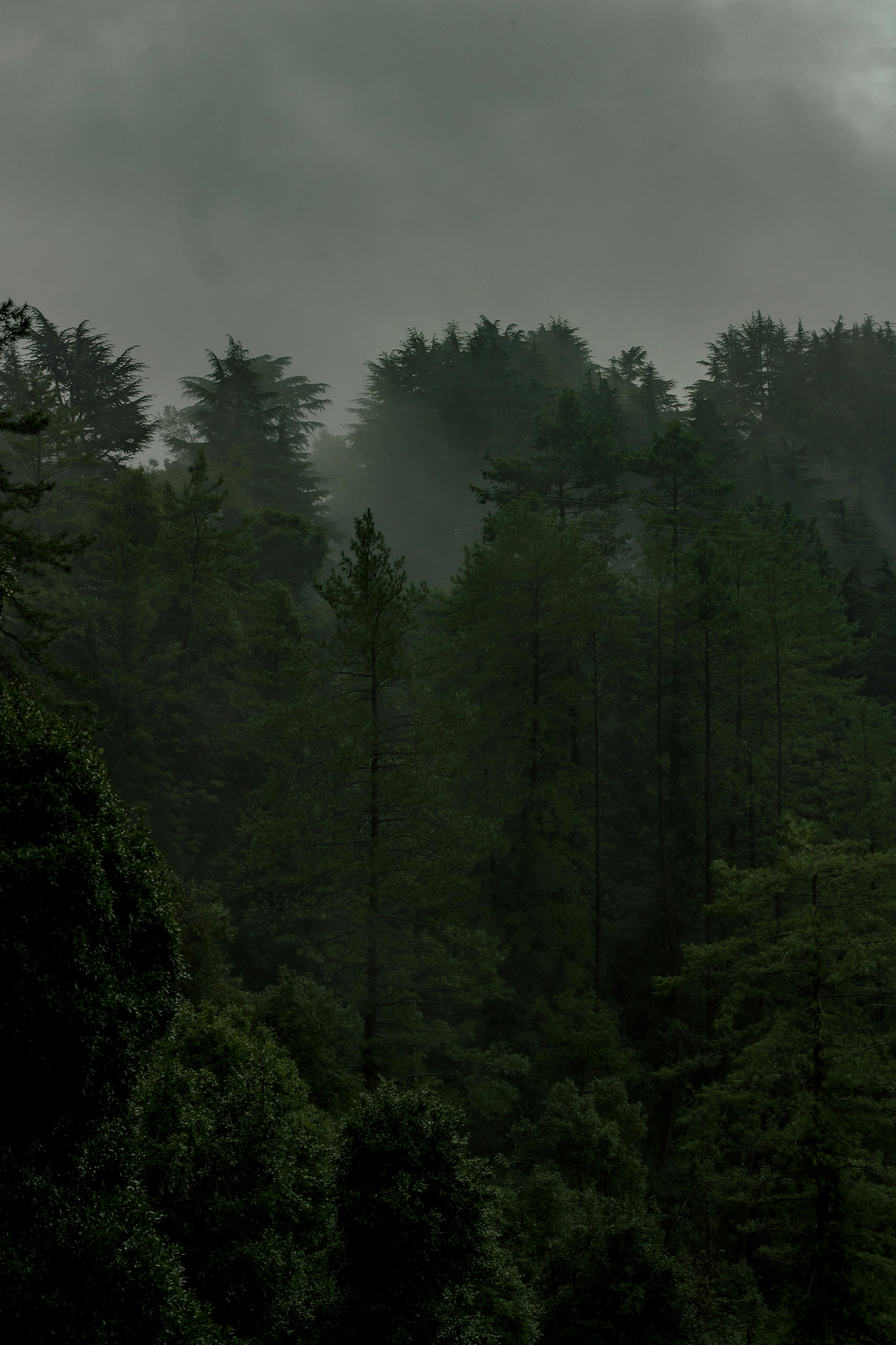 Deep, Green Forest · Free