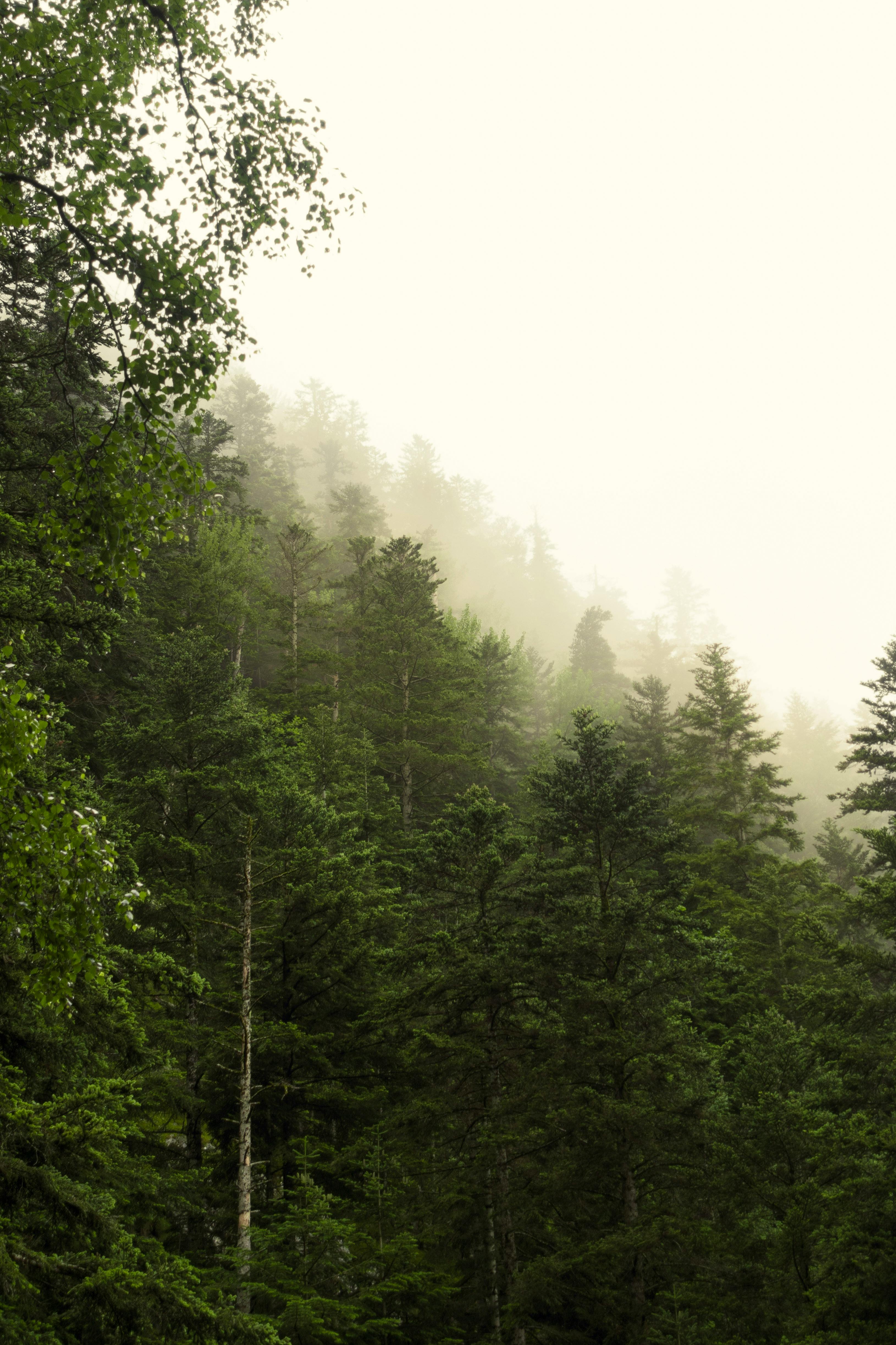Fog over Green Forest · Free
