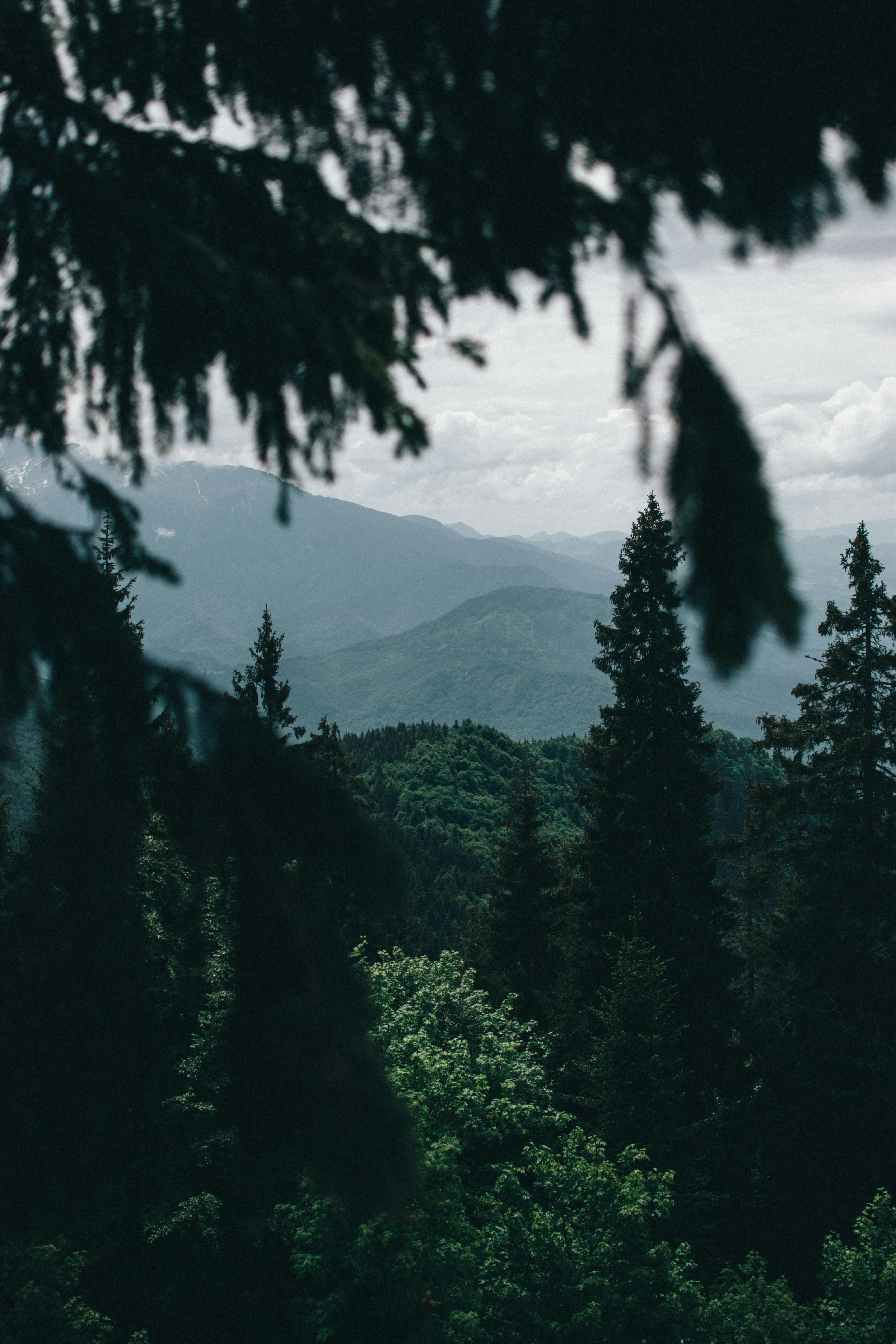 Deep, Green Forest · Free