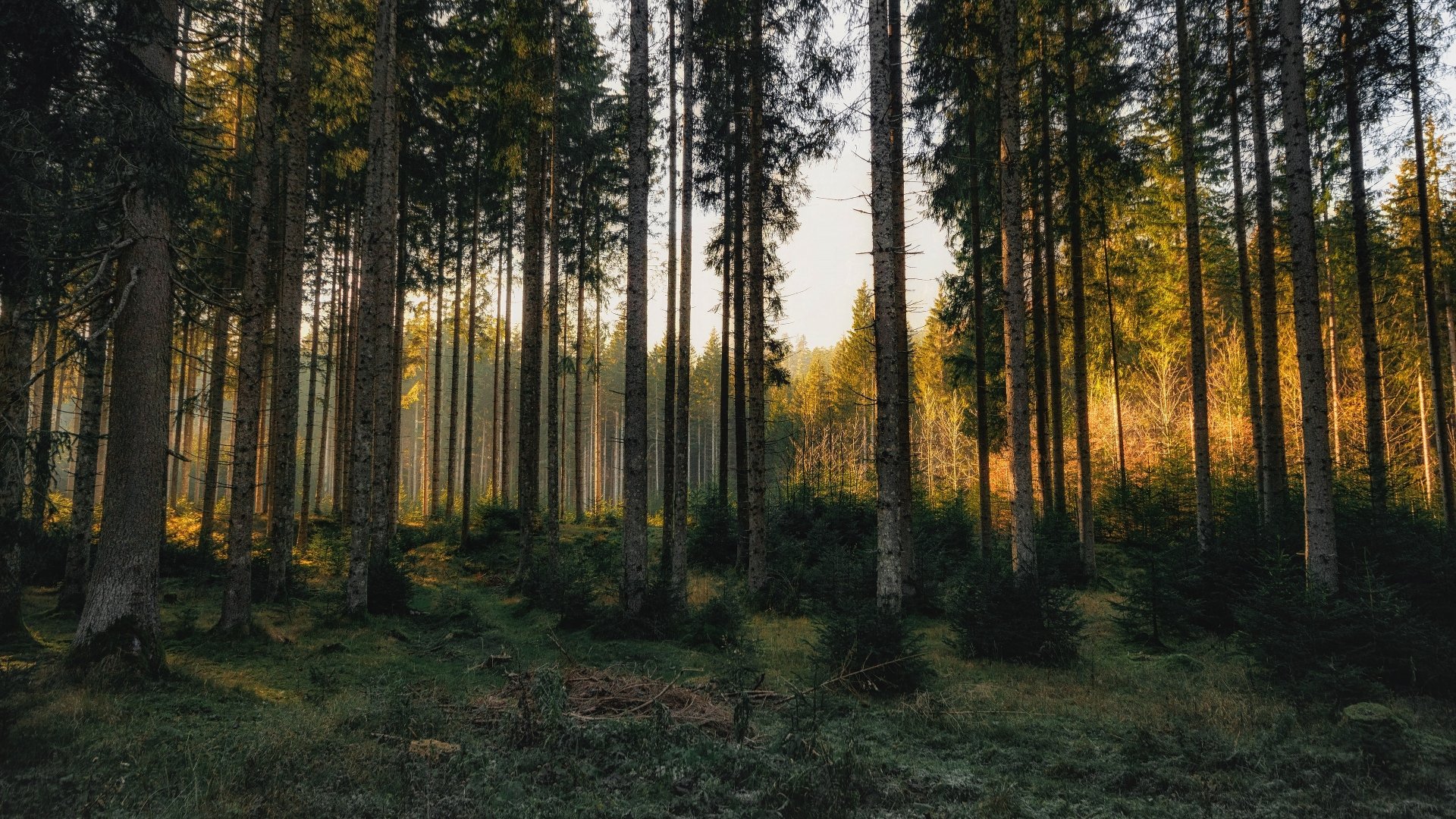 Download Pine Tree Nature Forest 4k
