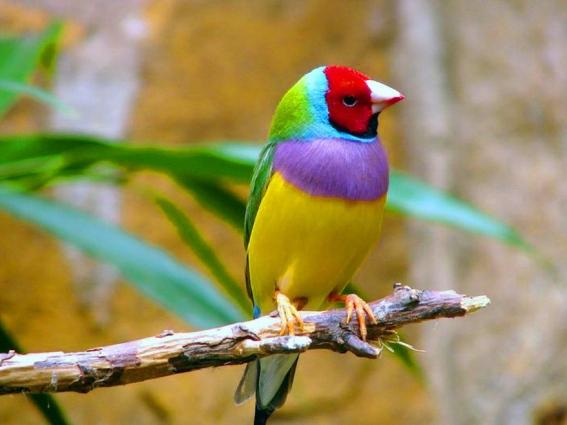 Download Finch Branch Colorful Colors