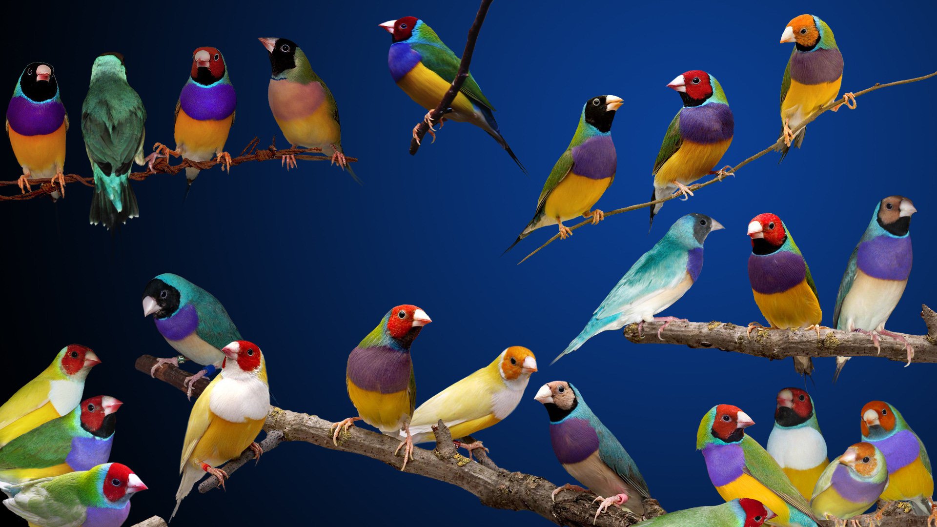 Download Gouldian Finches Animal