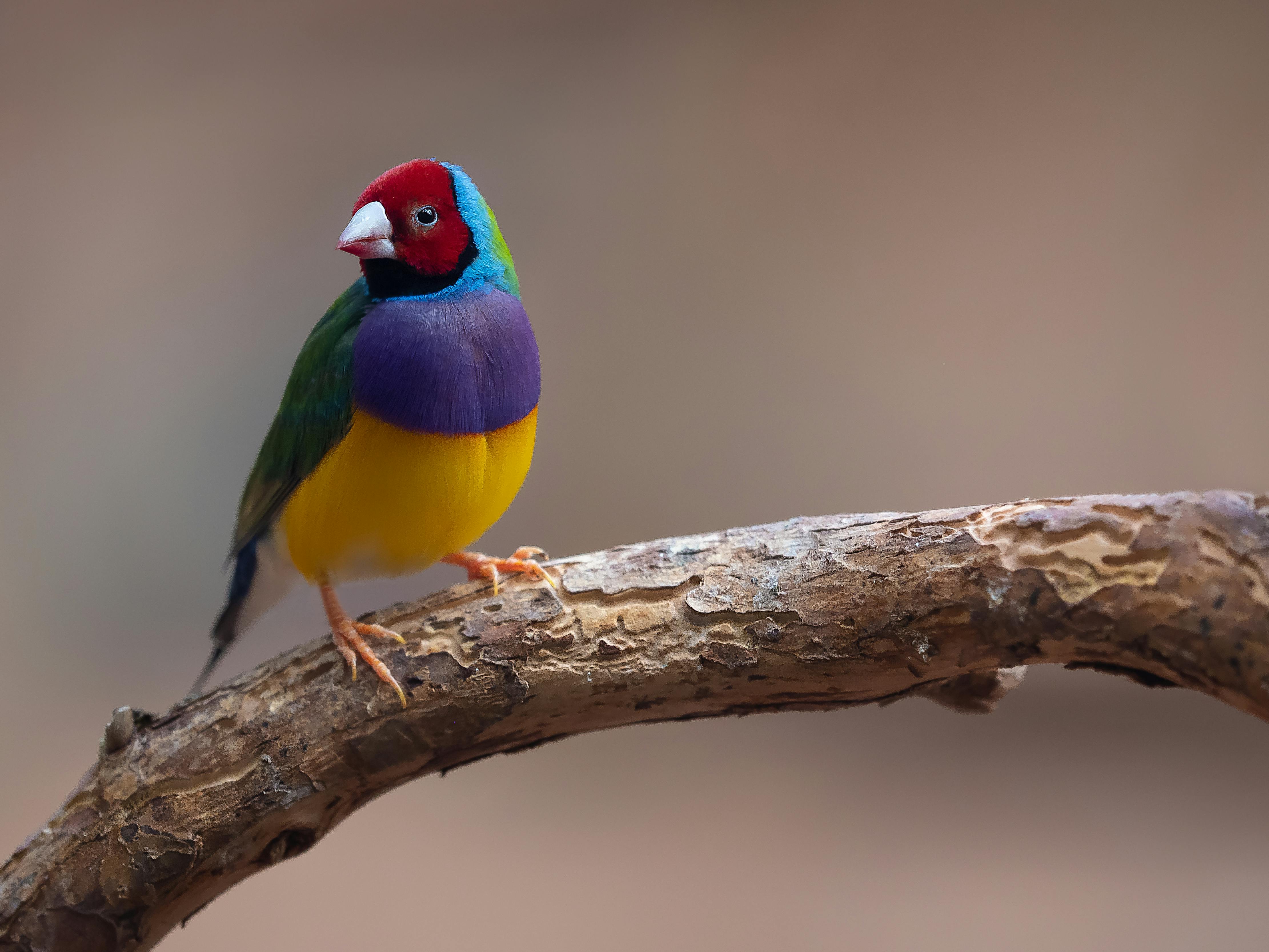 Gouldian Finch Photo, Download