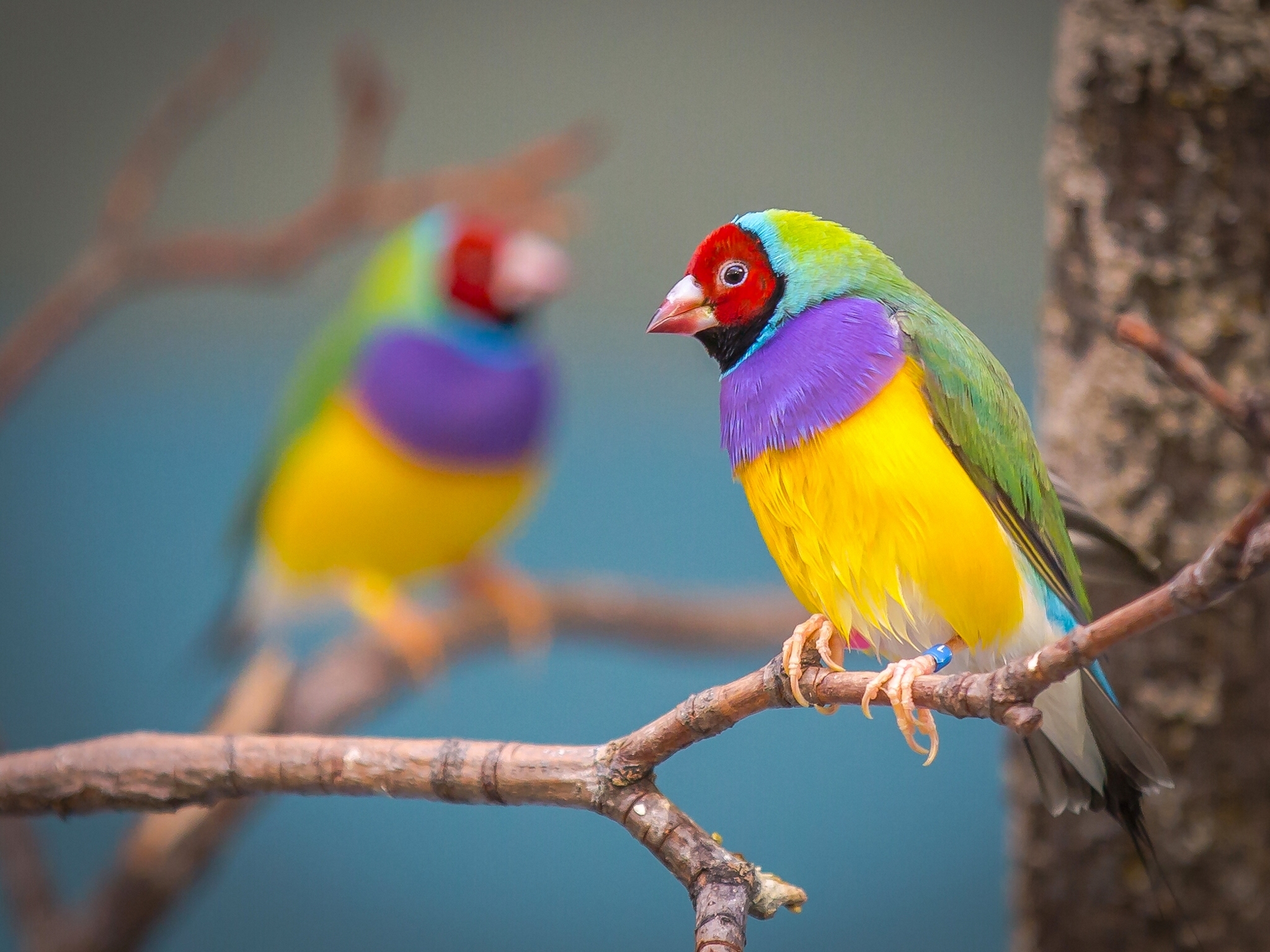 Colorful Animal Gouldian Finch HD Wallpaper