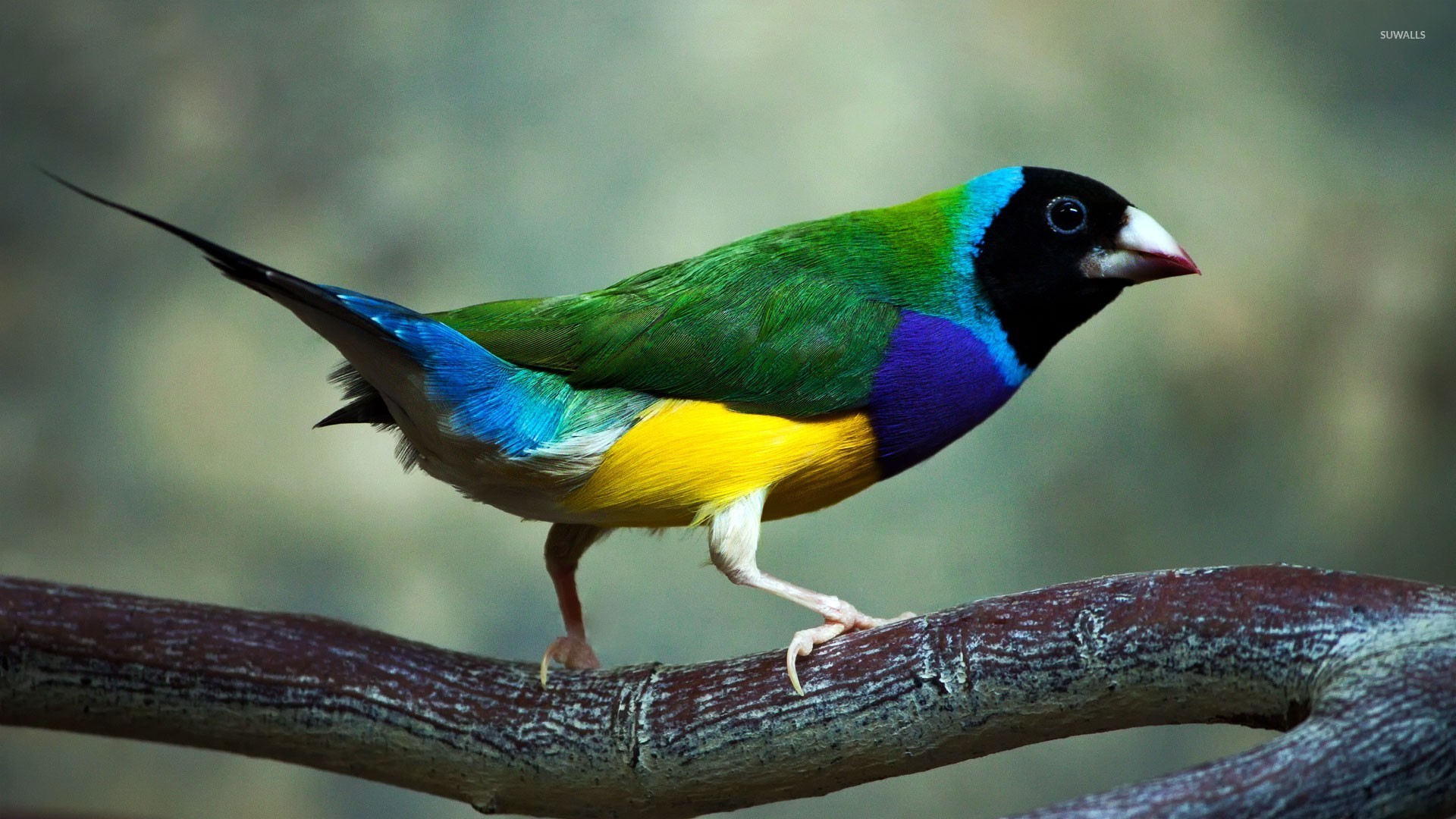 Gouldian finch wallpaper