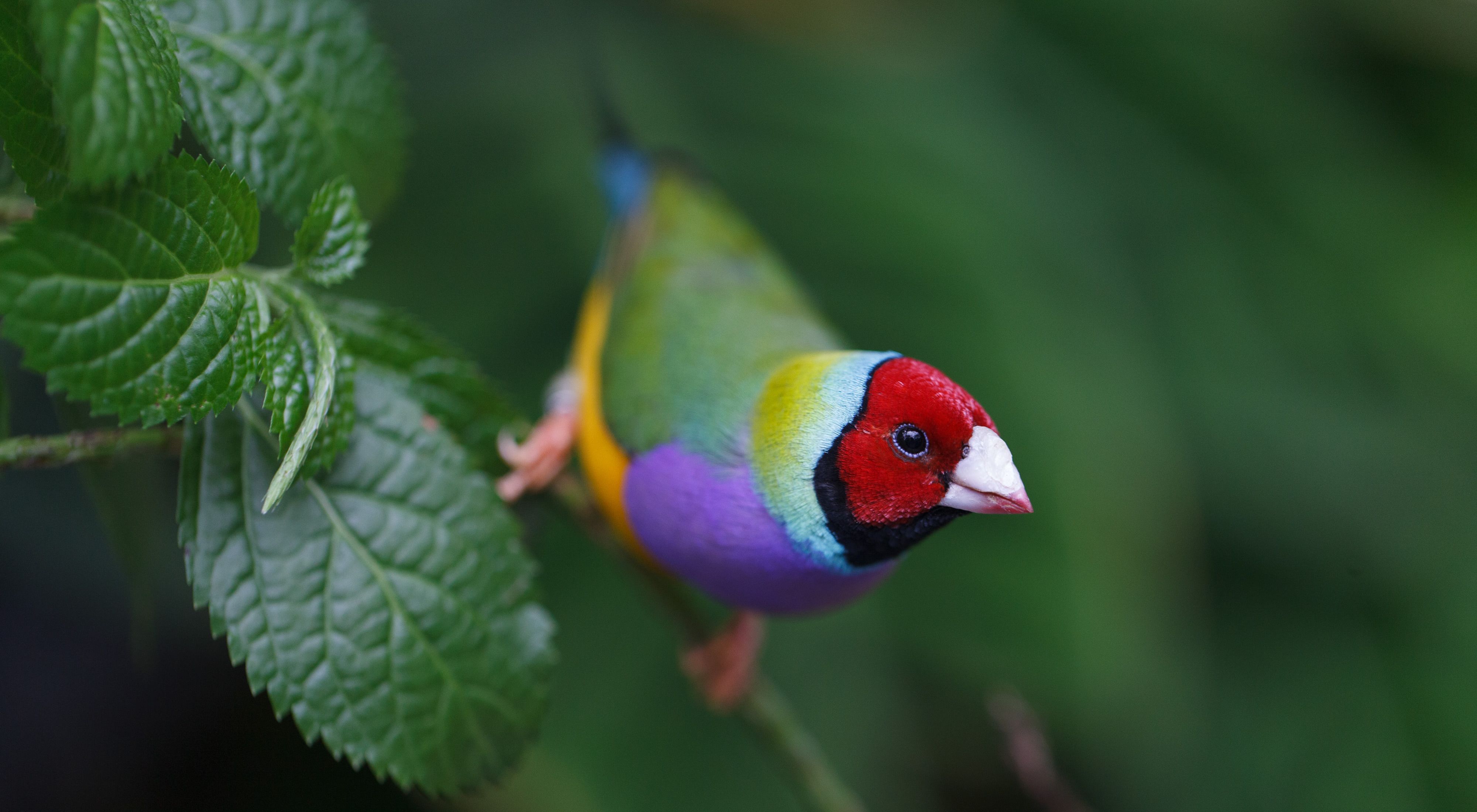 Save the Gouldian Finch