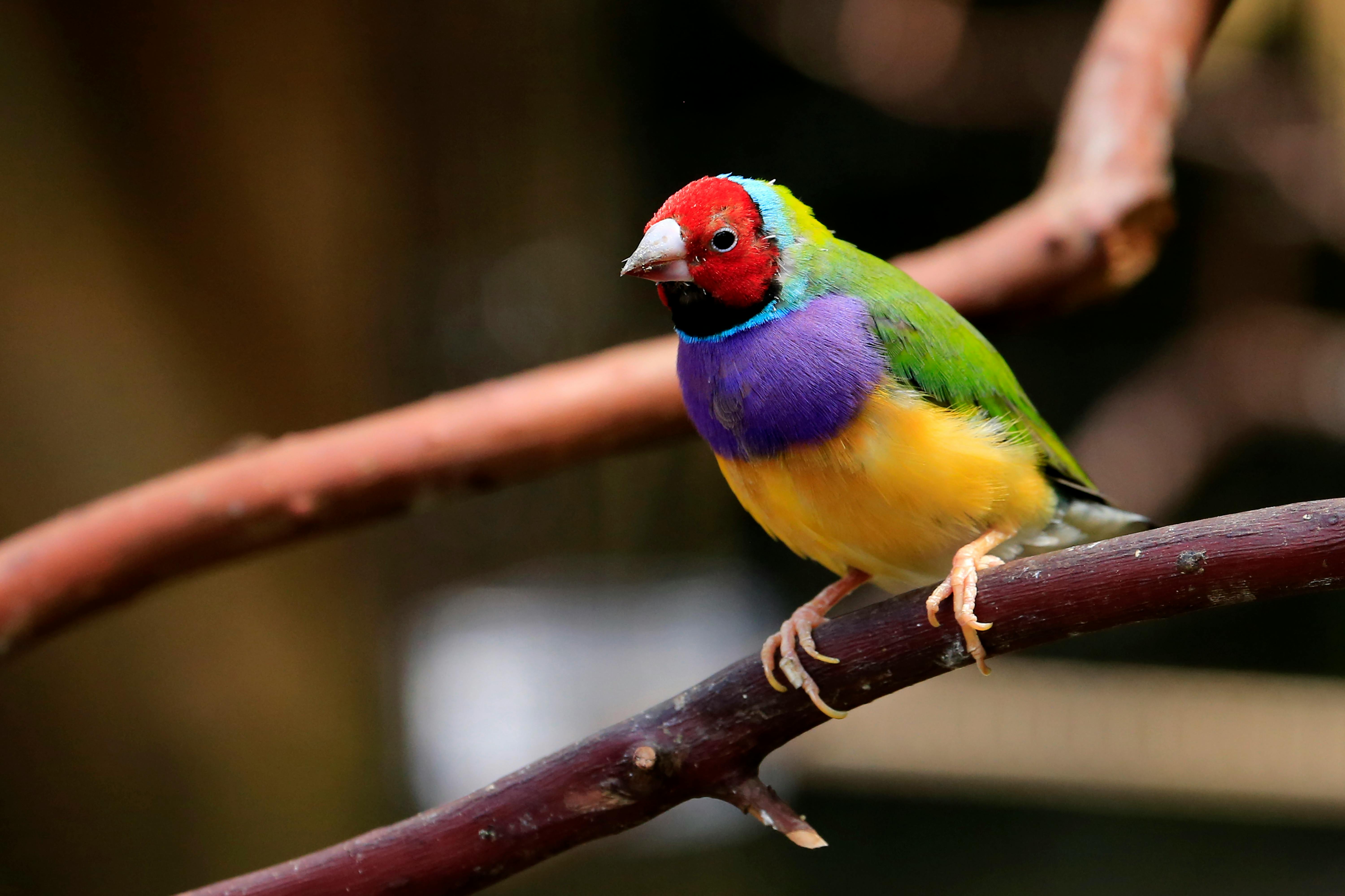 Gouldian Finch Photo, Download