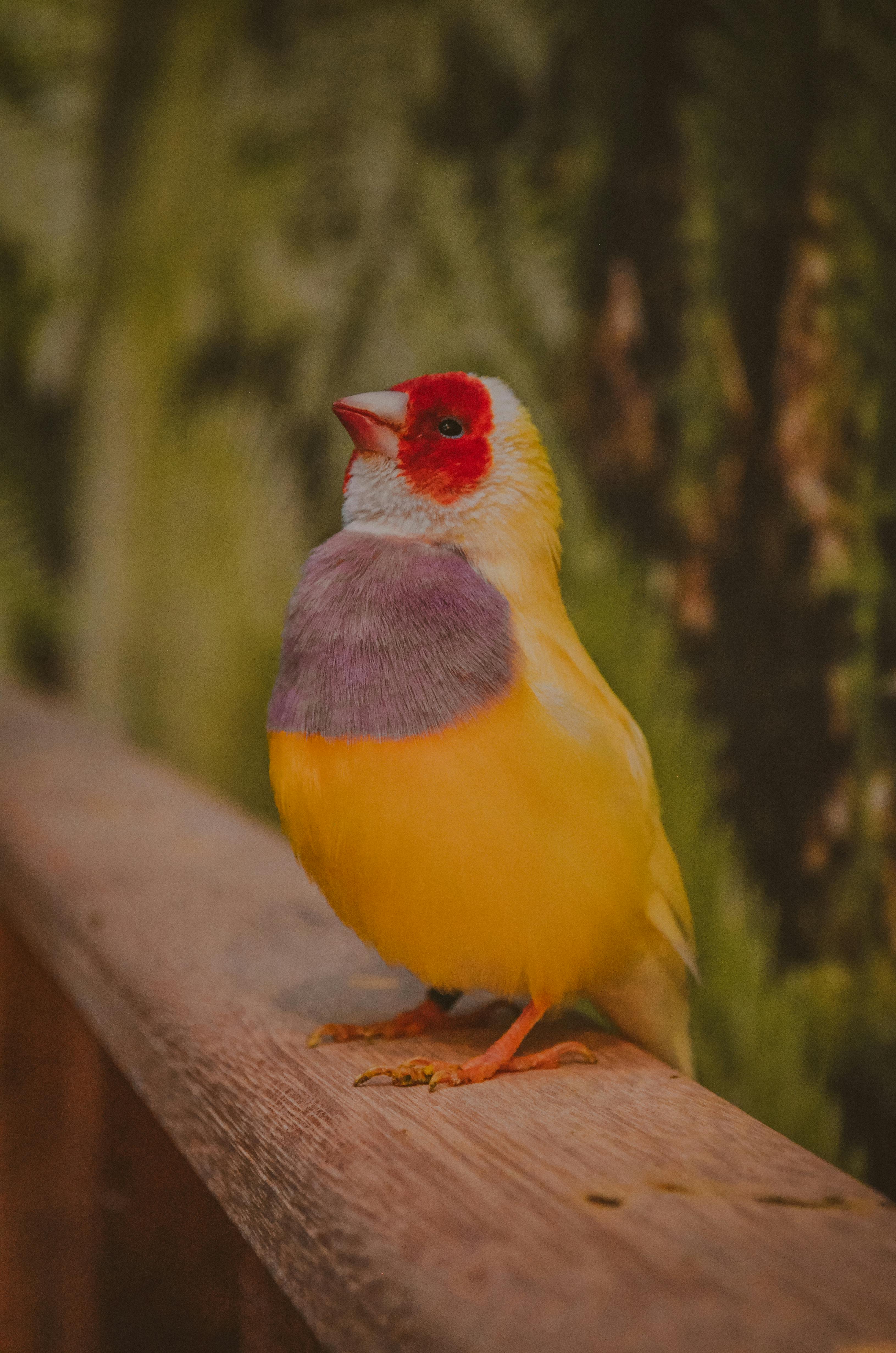 Gouldian Finch Photo, Download